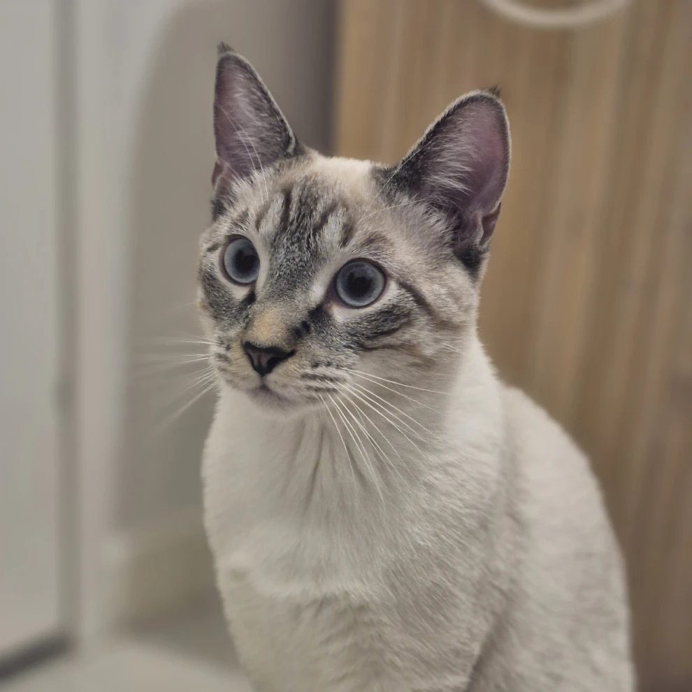Kaïro 