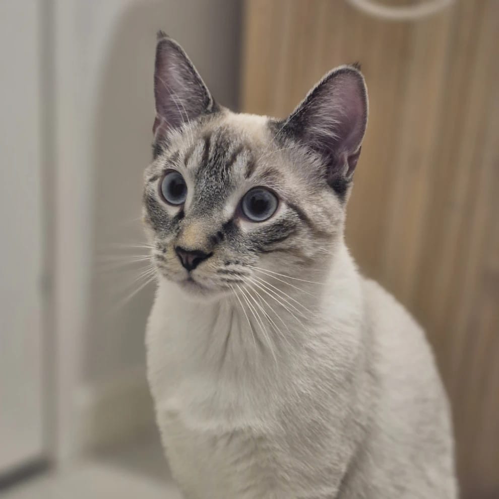 Kaïro