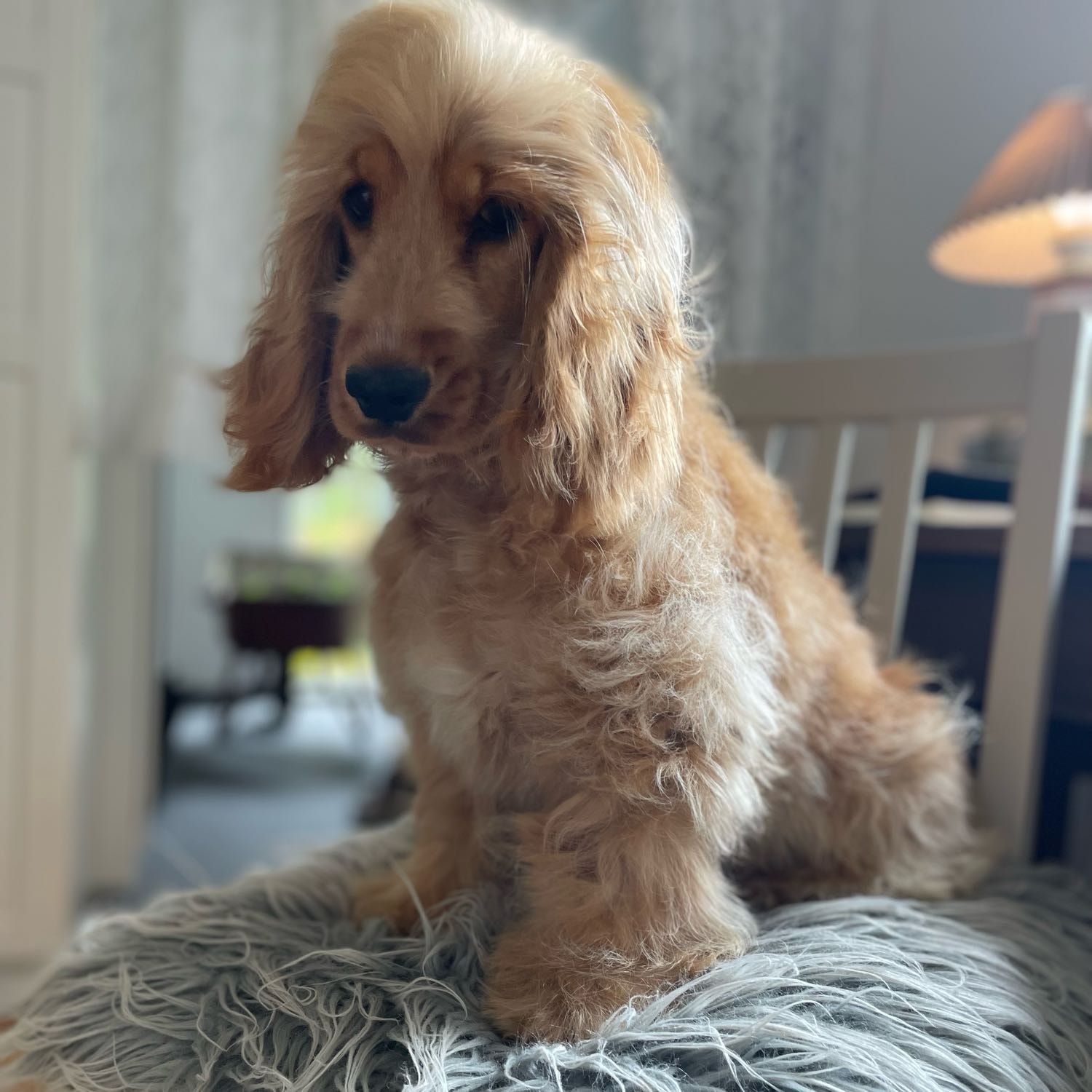 Bonnie