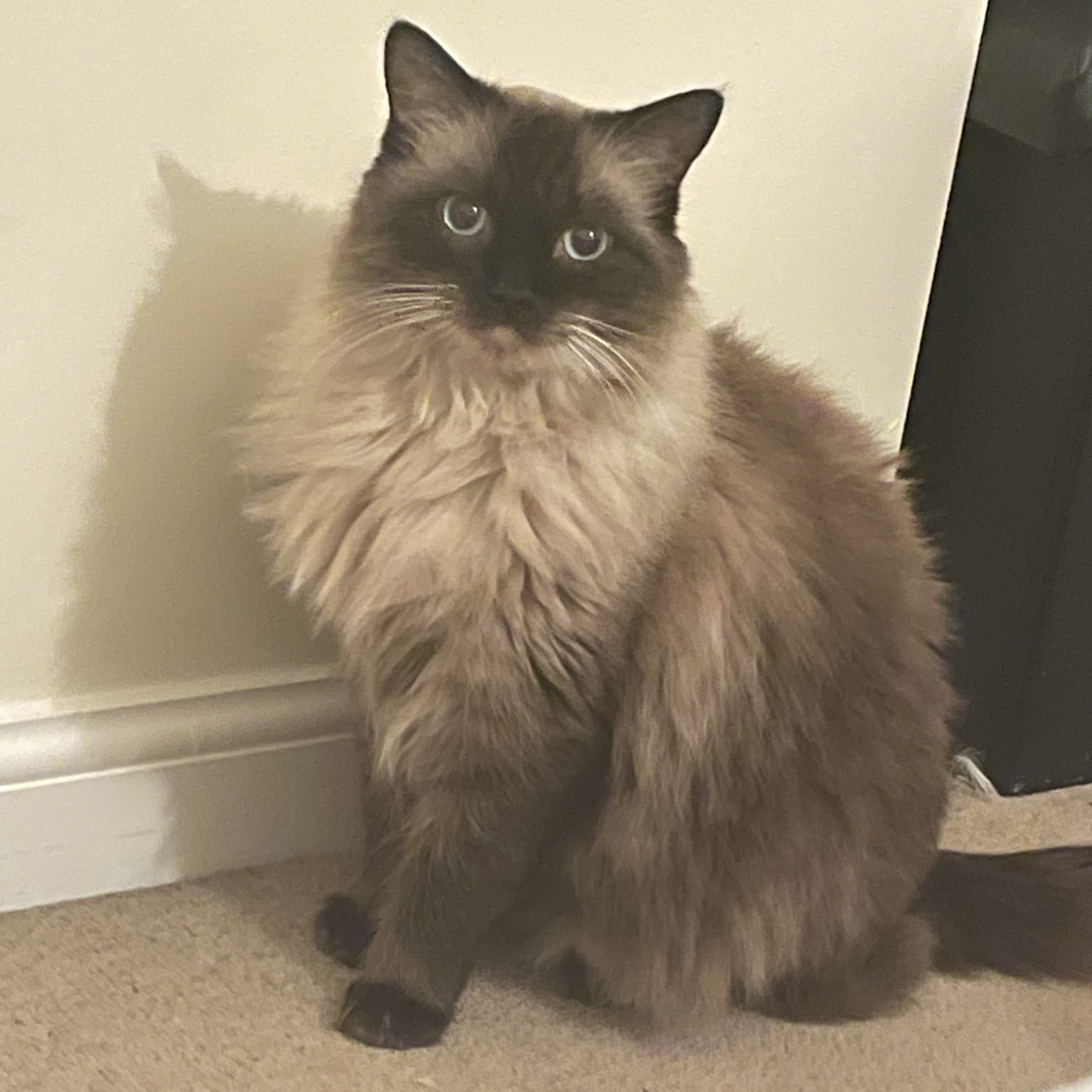 Carlos