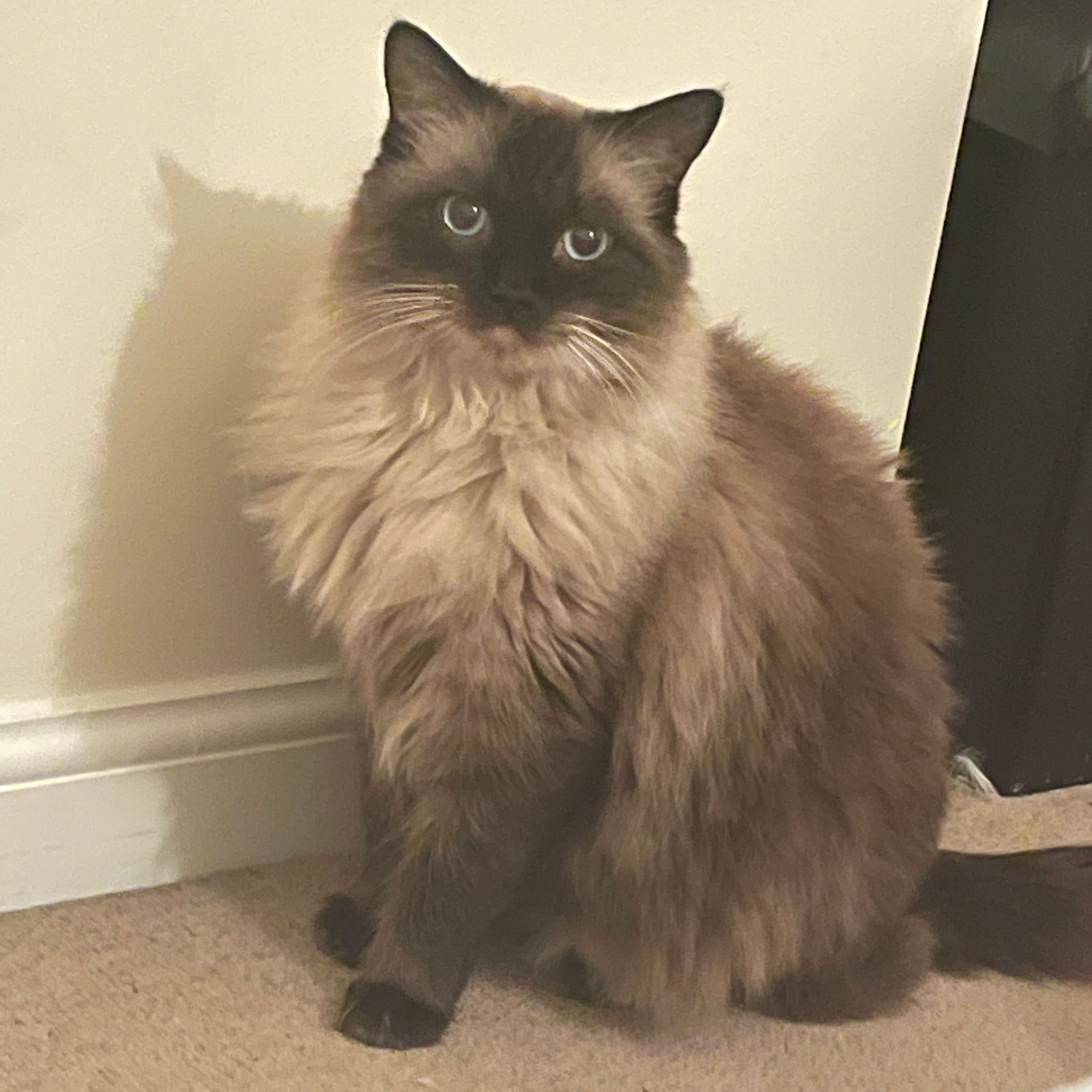 Carlos