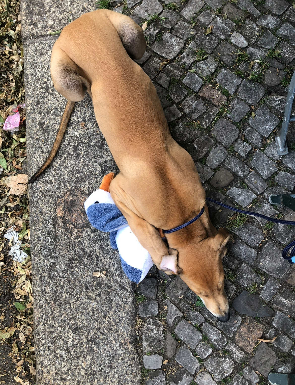 image-8