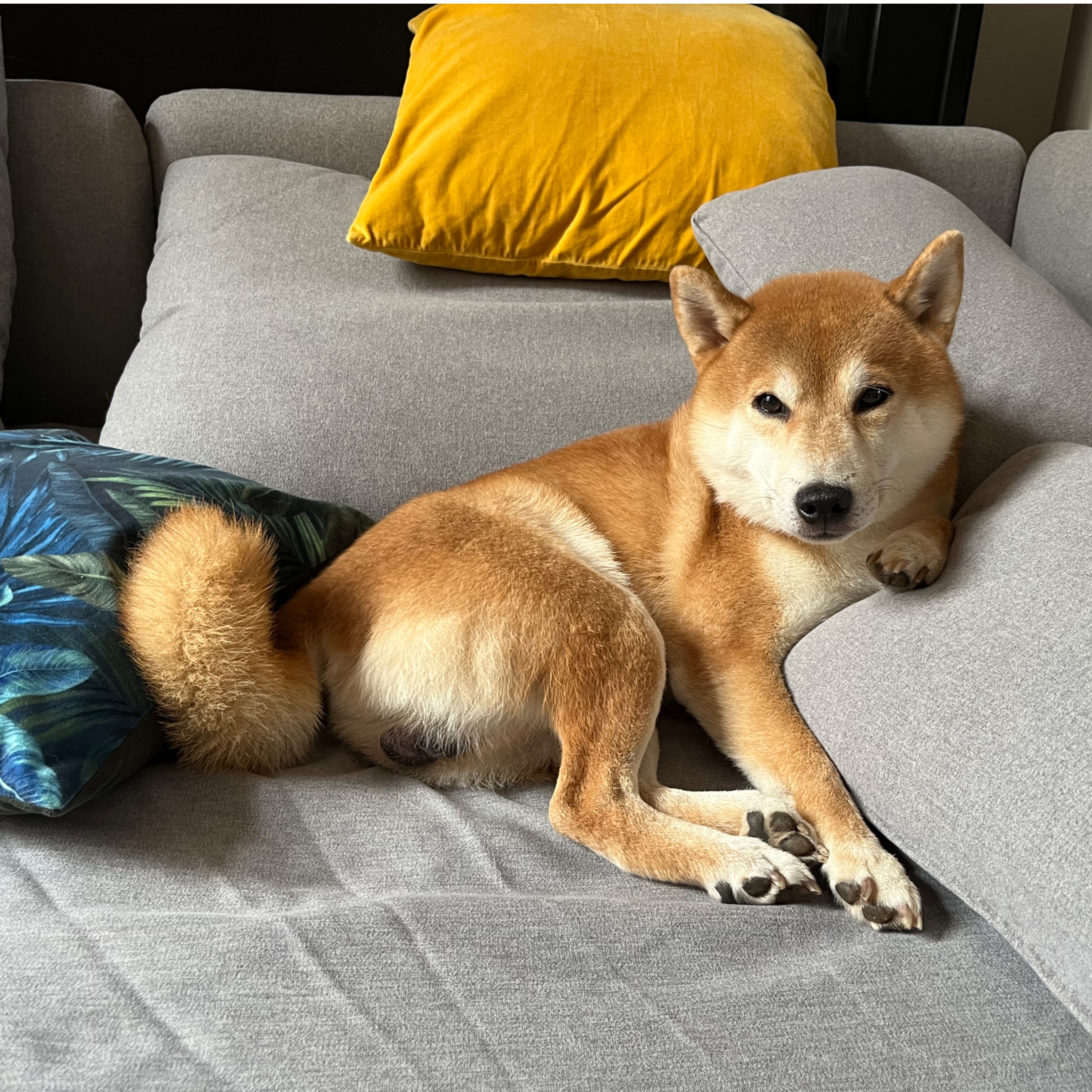 Son Gokù