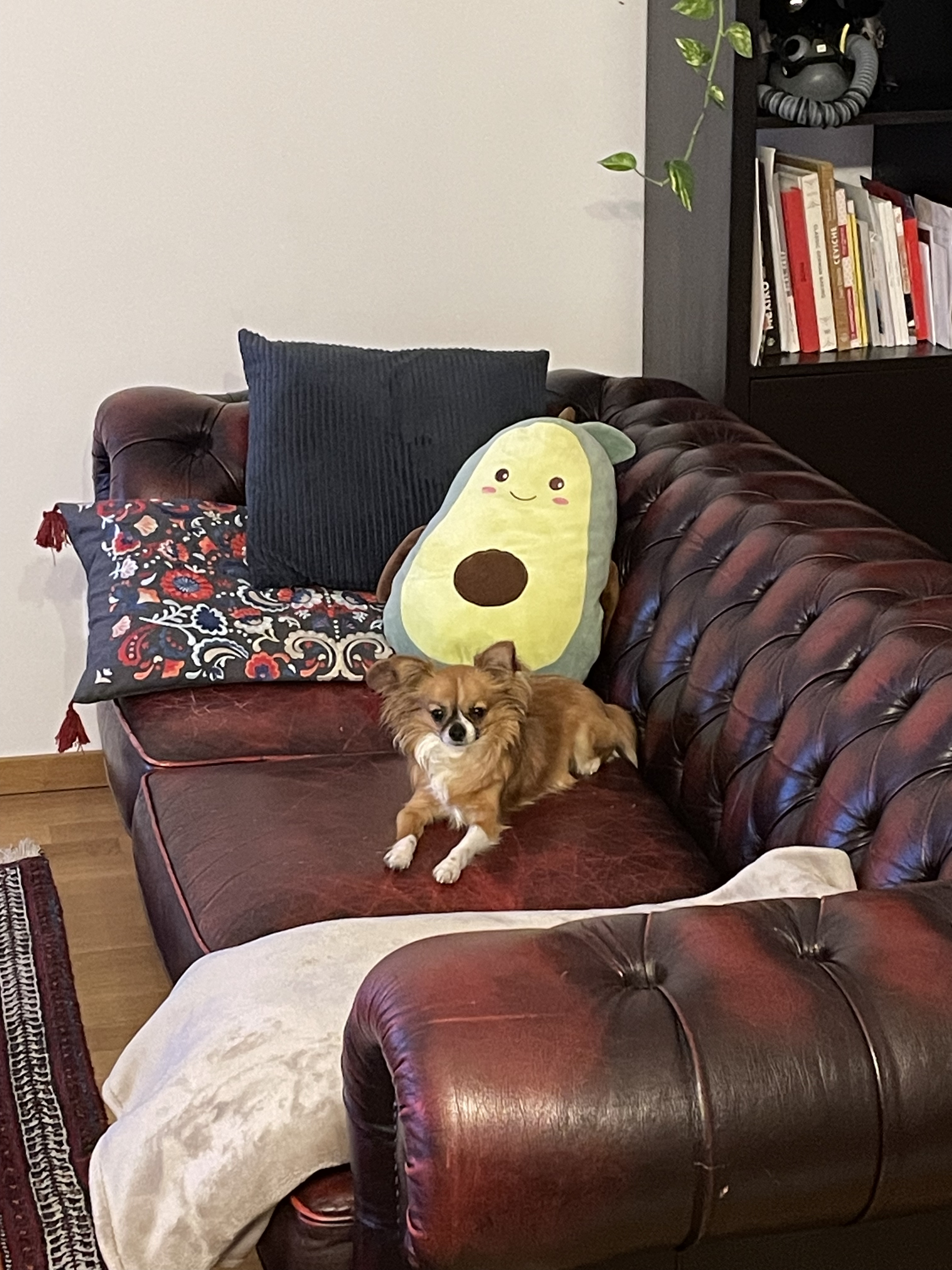 image-15