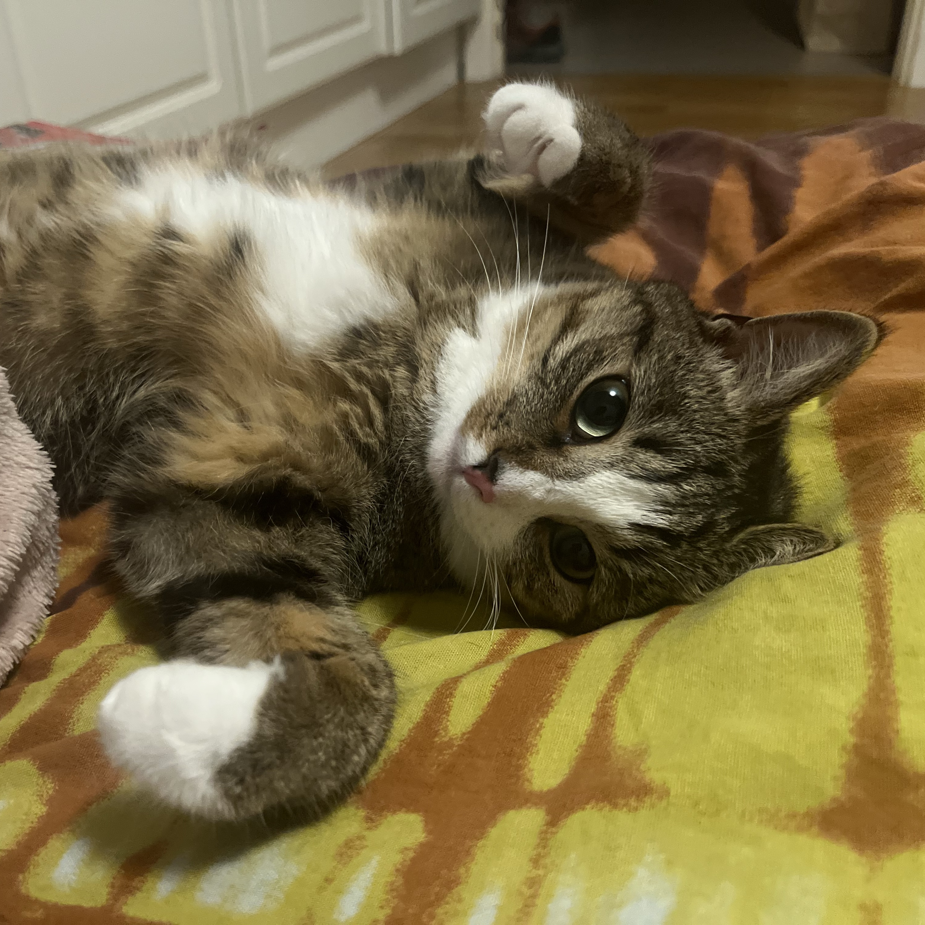 Busya