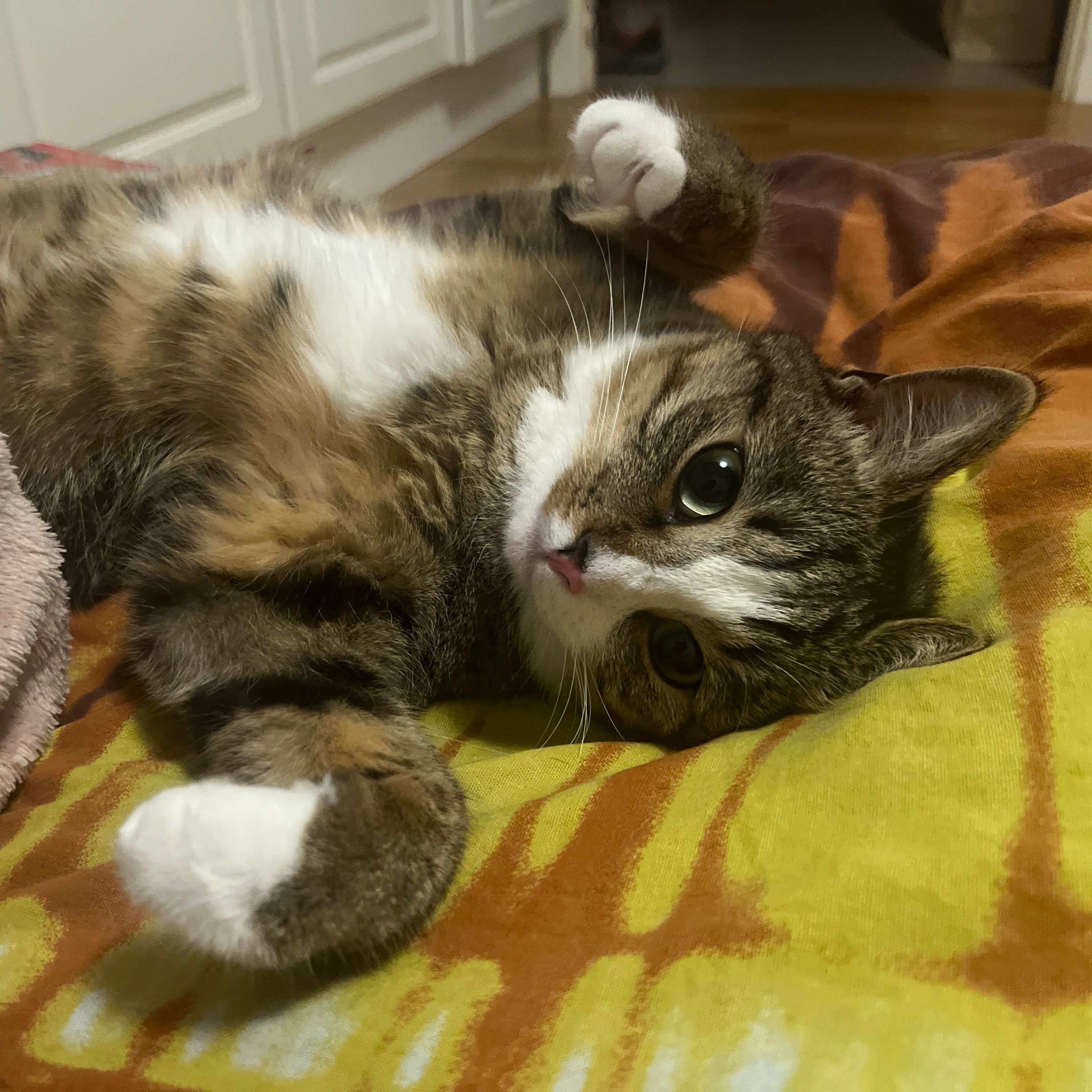 Busya