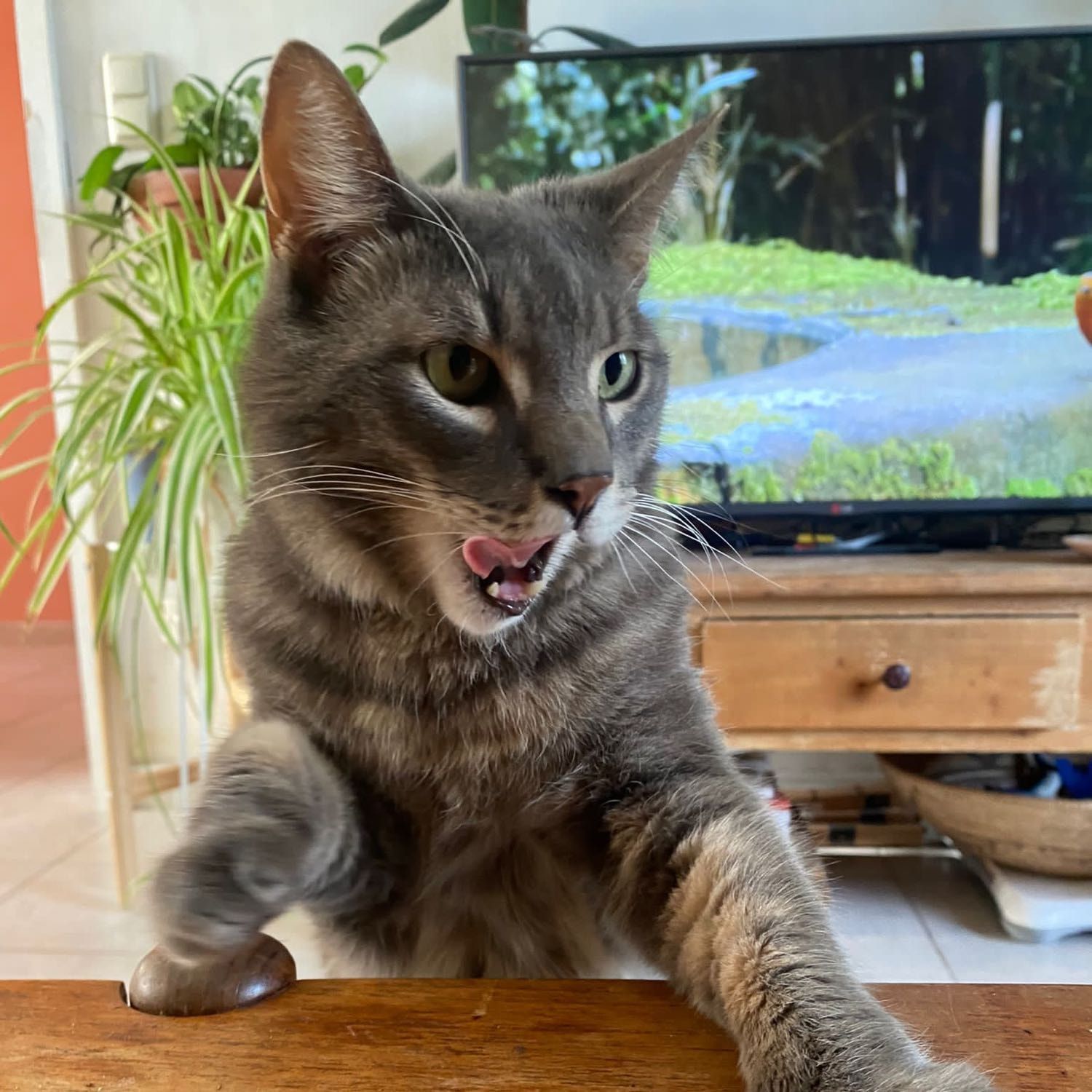 Figaro
