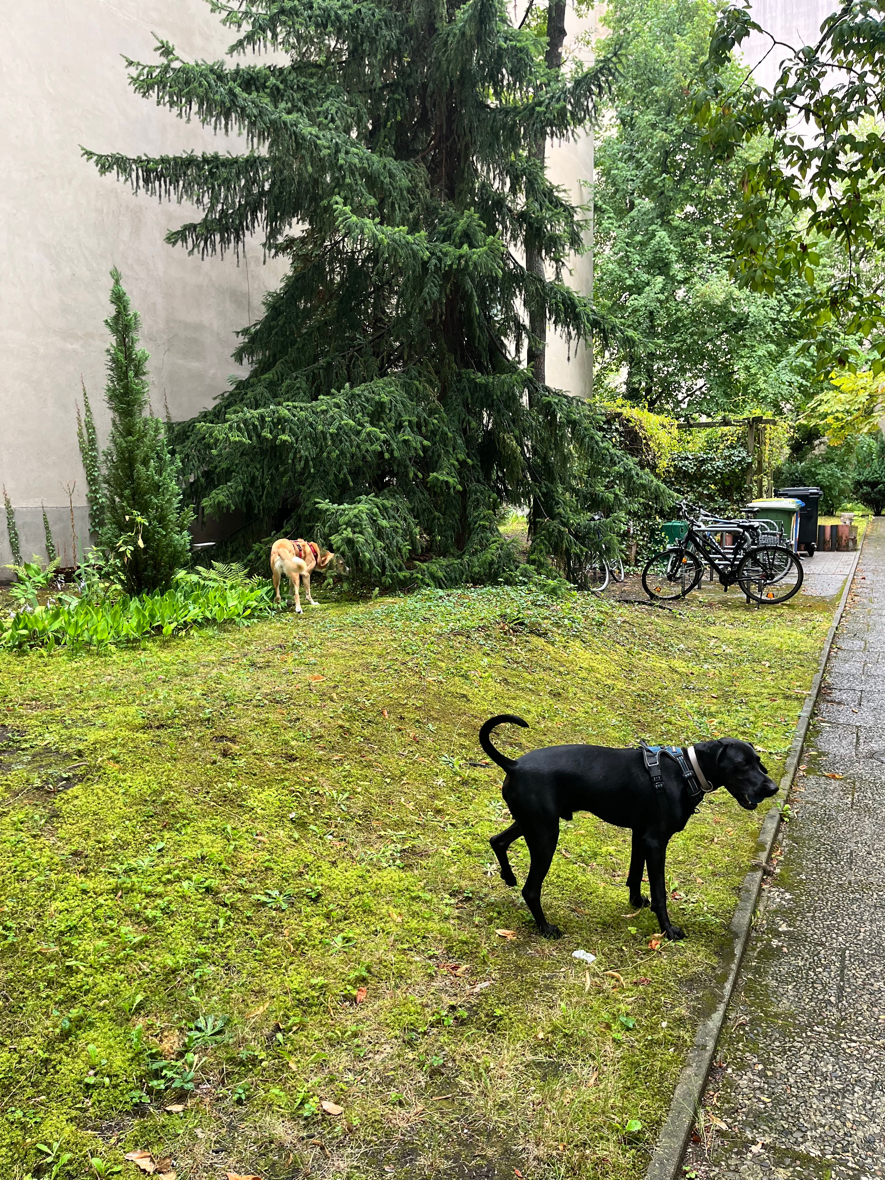 image-17