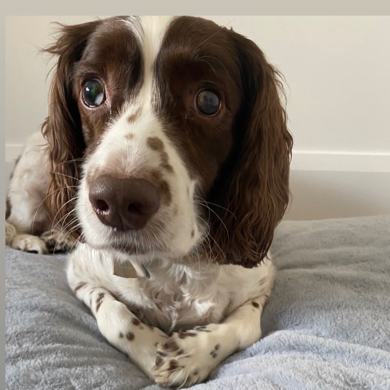 Baxter