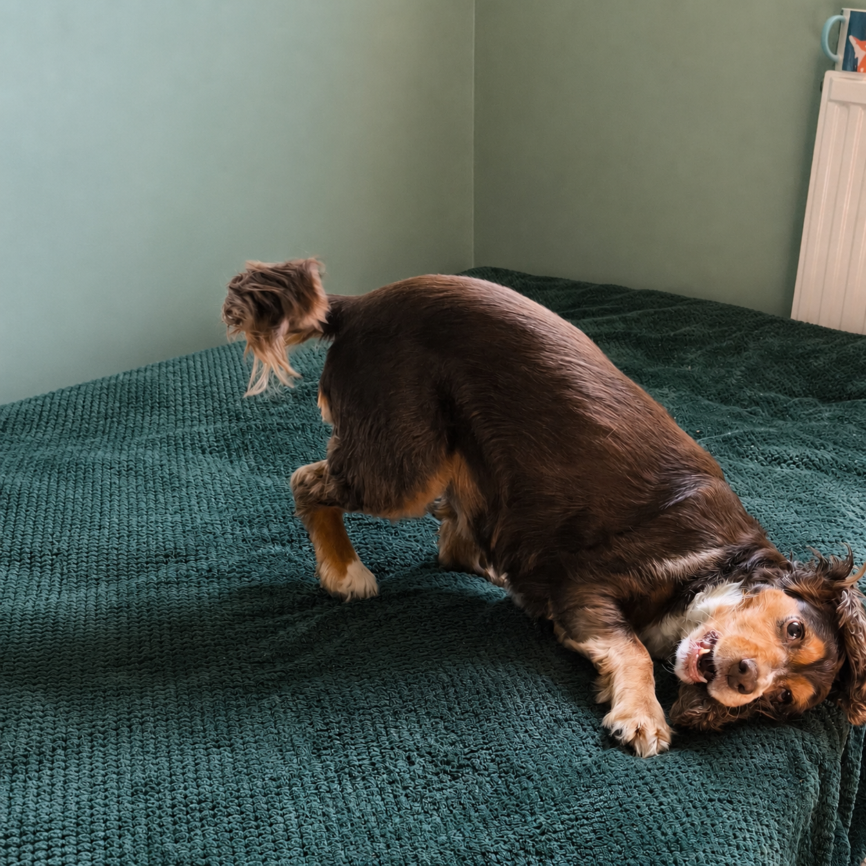 image-1