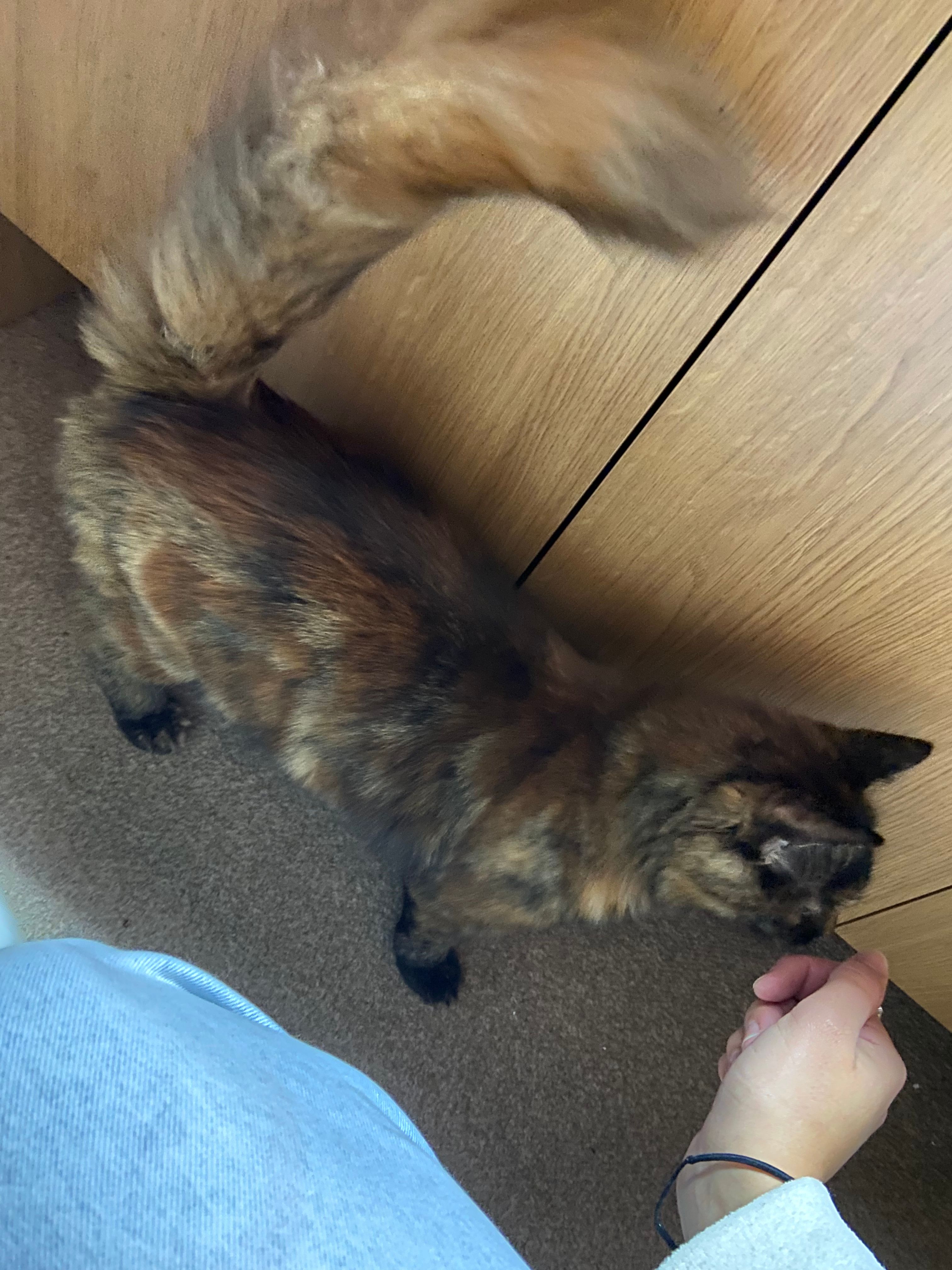 image-7