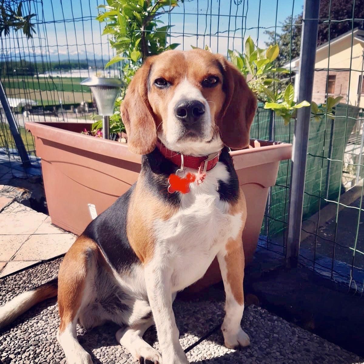 Oliver