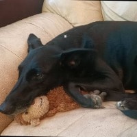 Maya