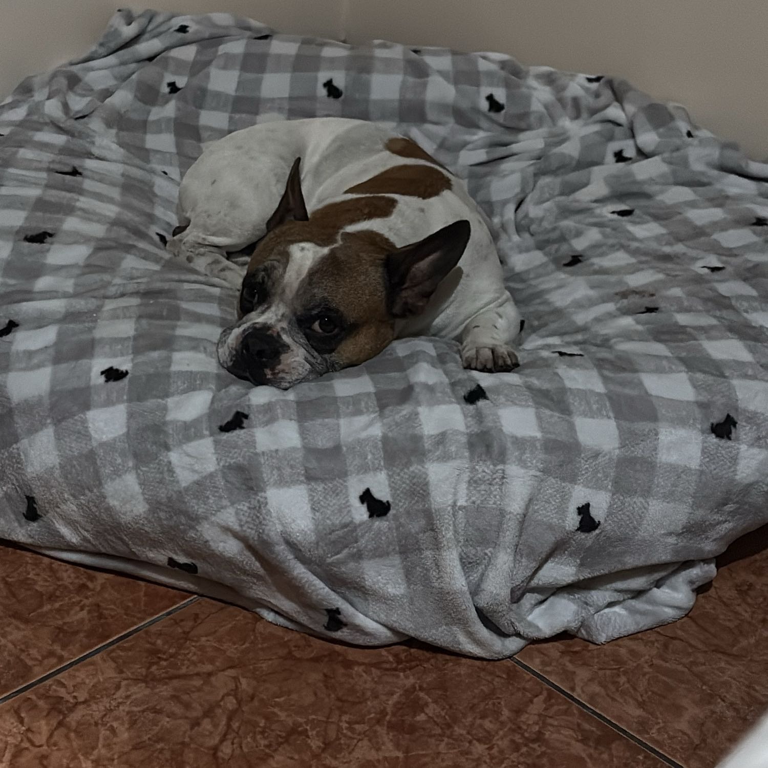 Thor Emilio 