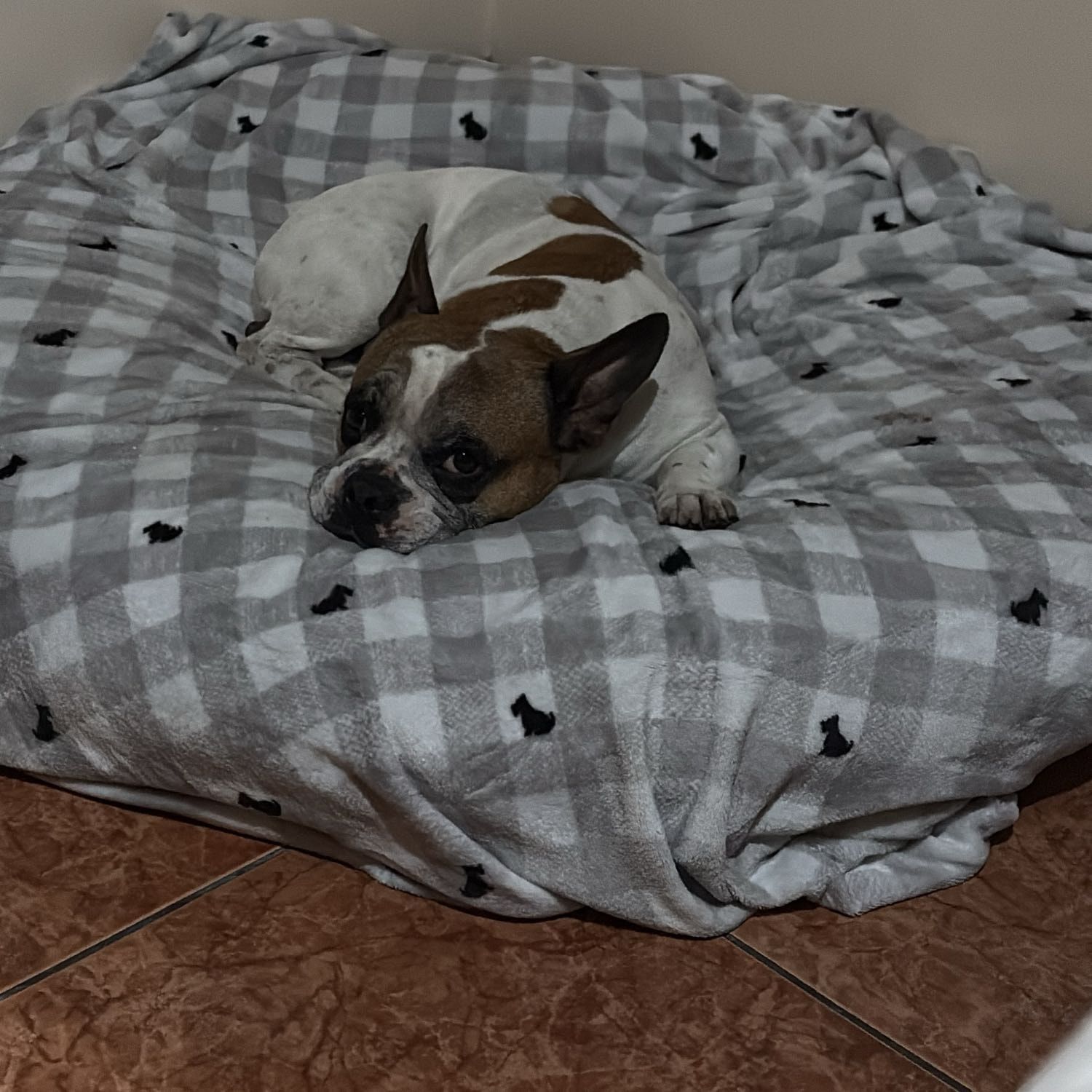 Thor Emilio
