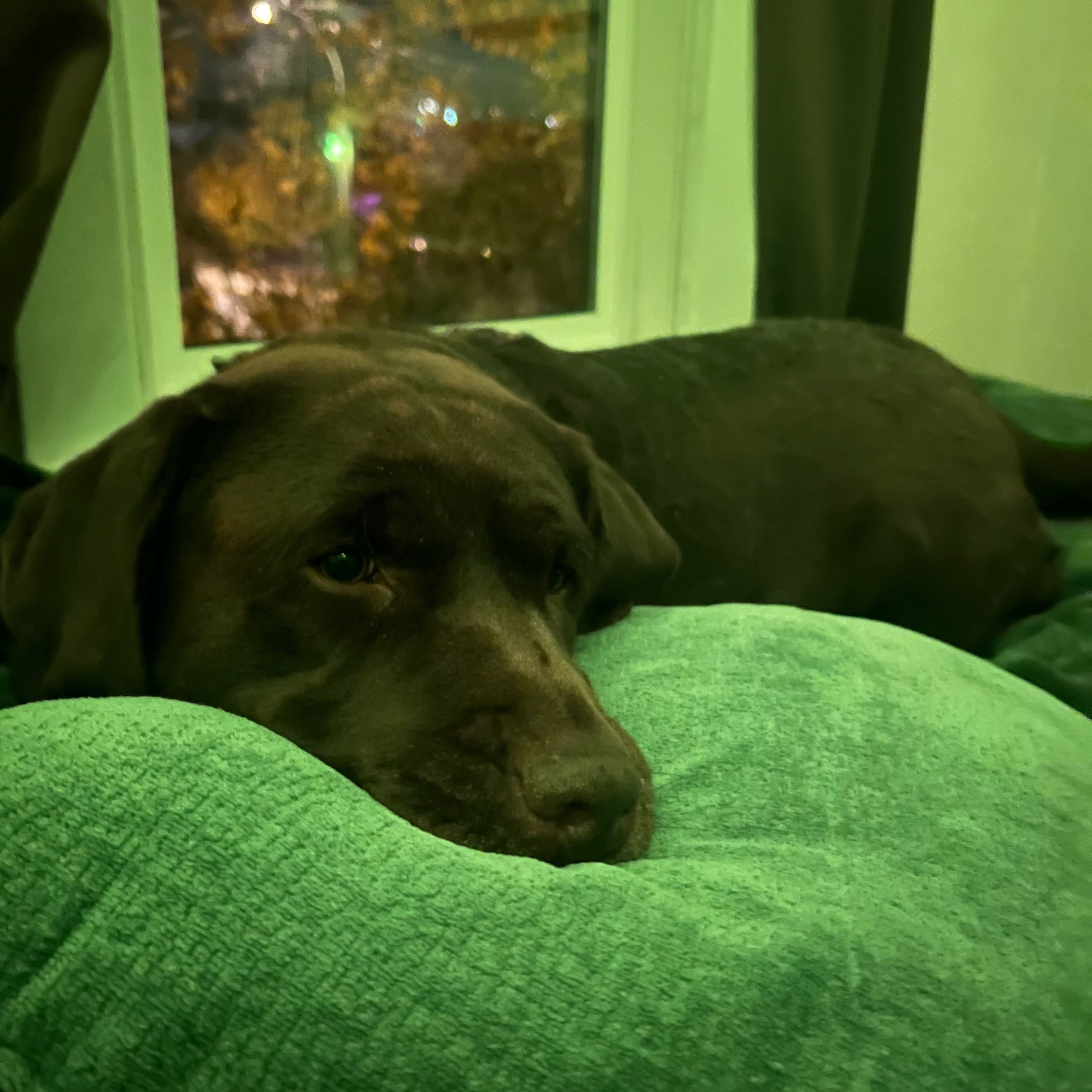 Ellie
