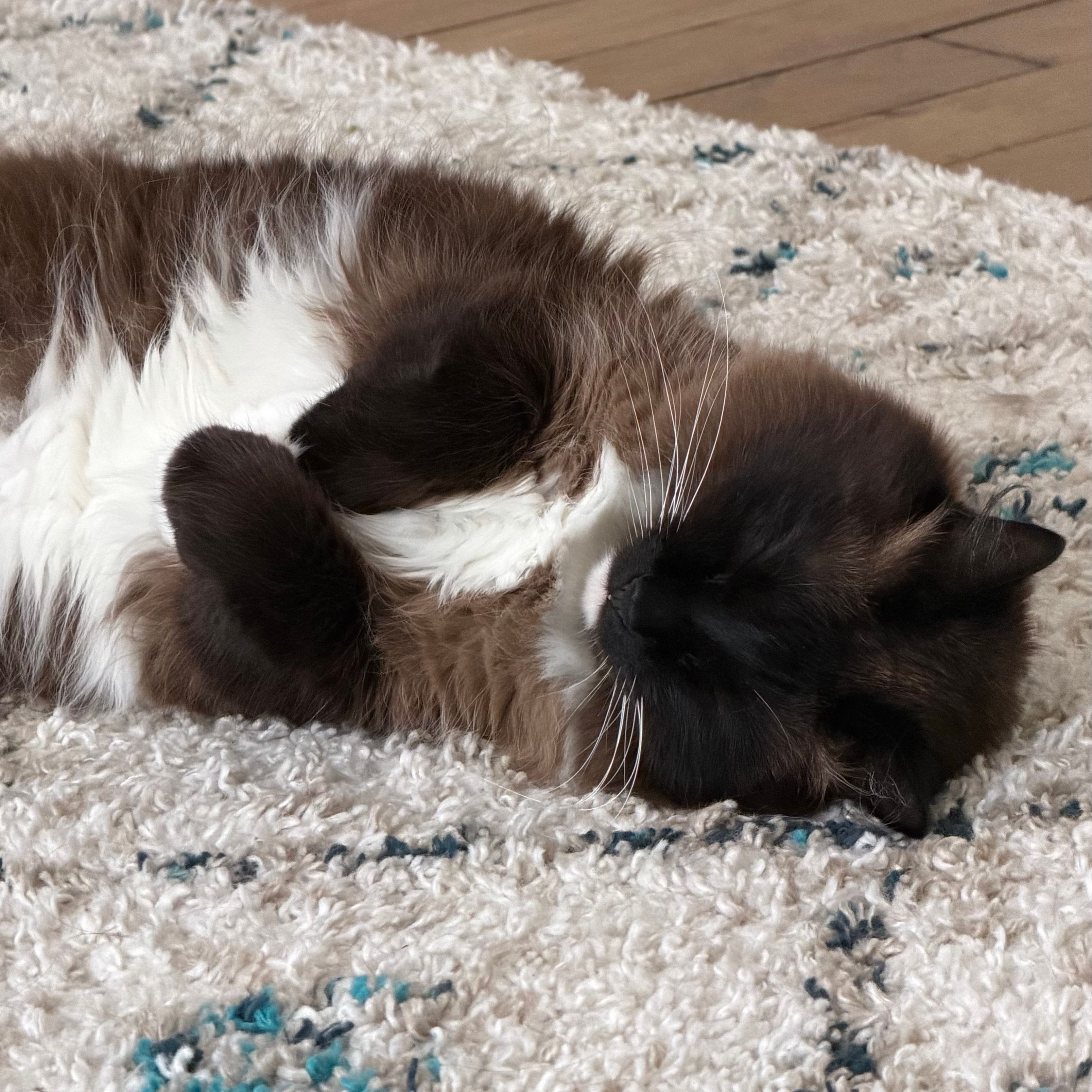 Loki