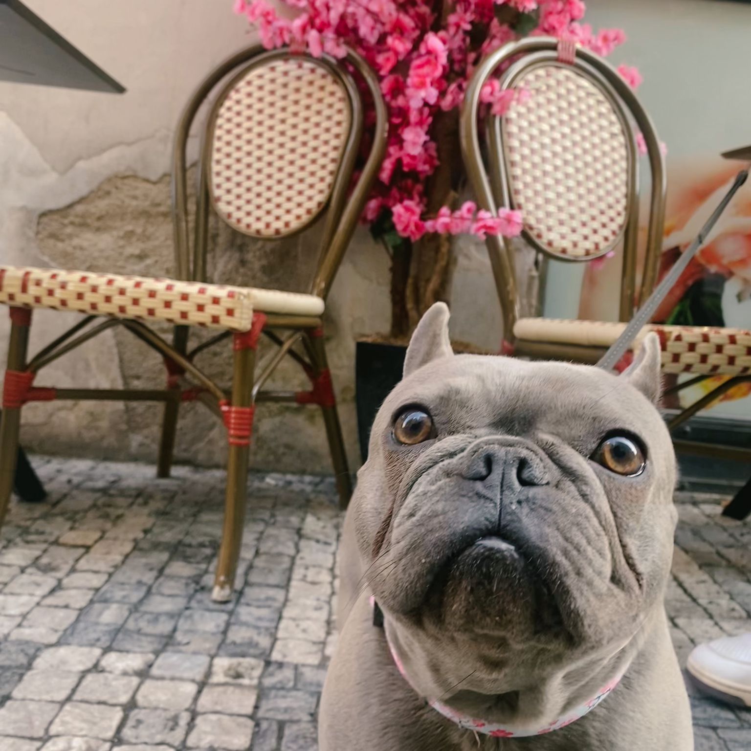 Bella