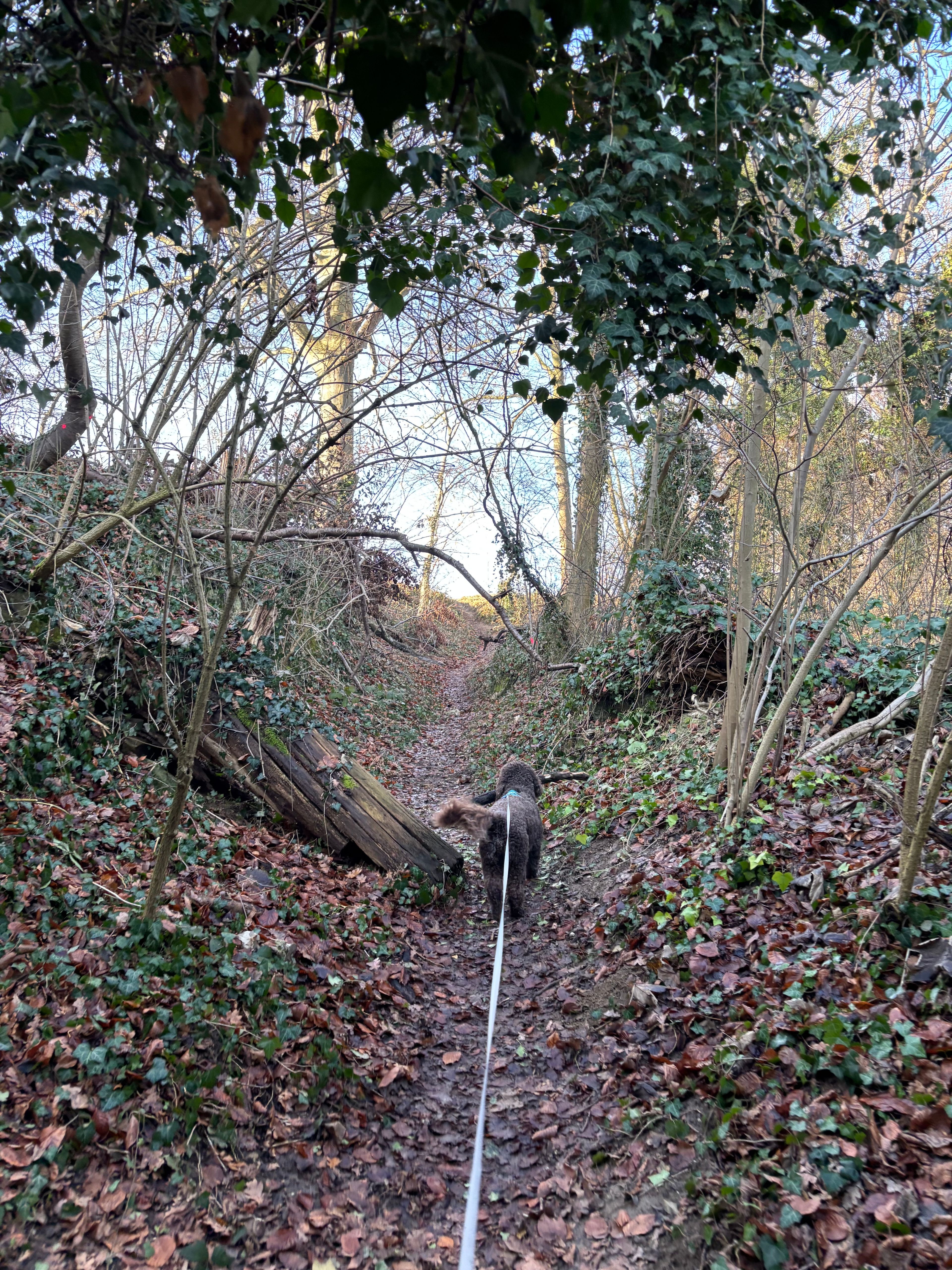 image-7