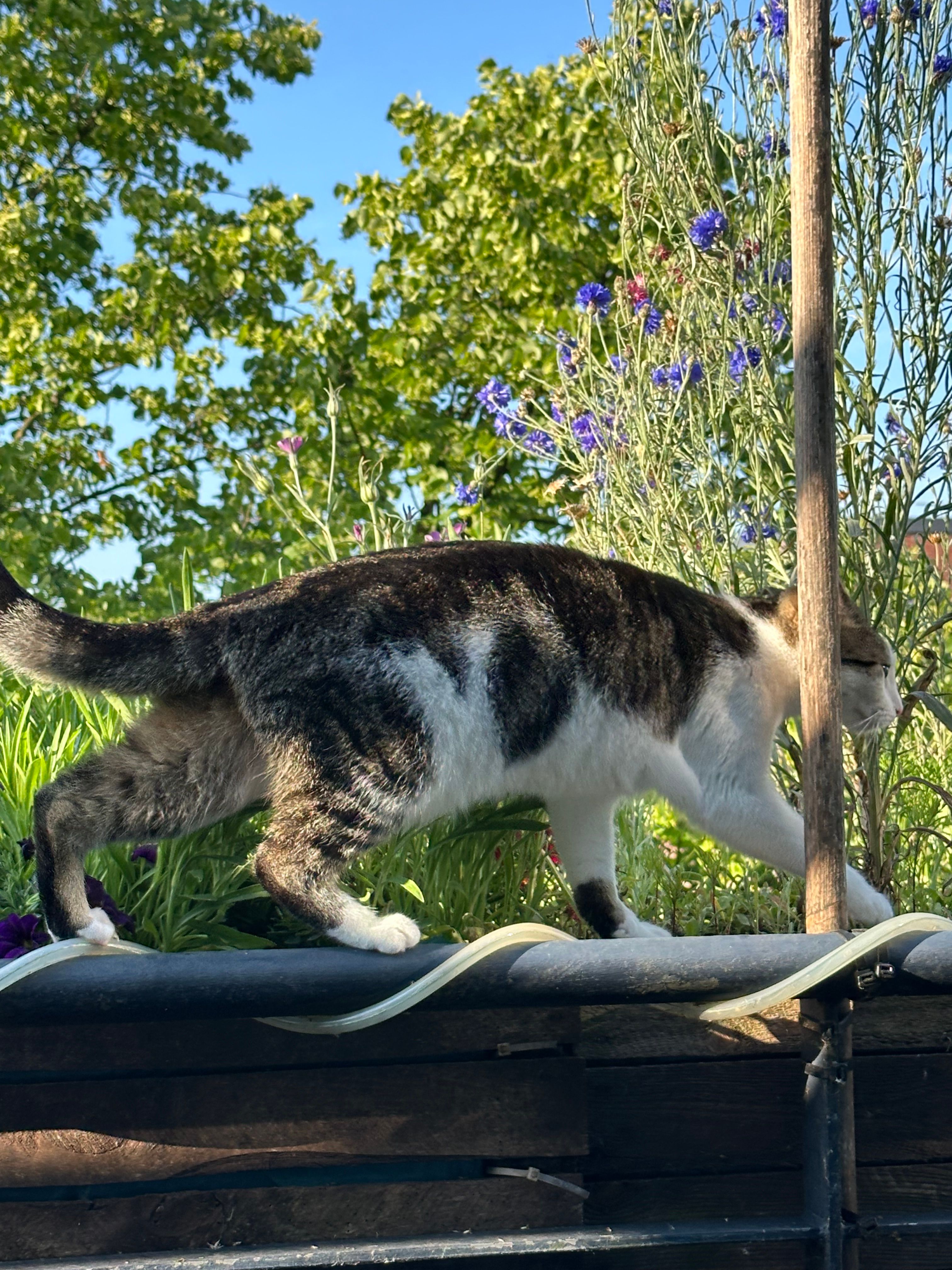 image-6