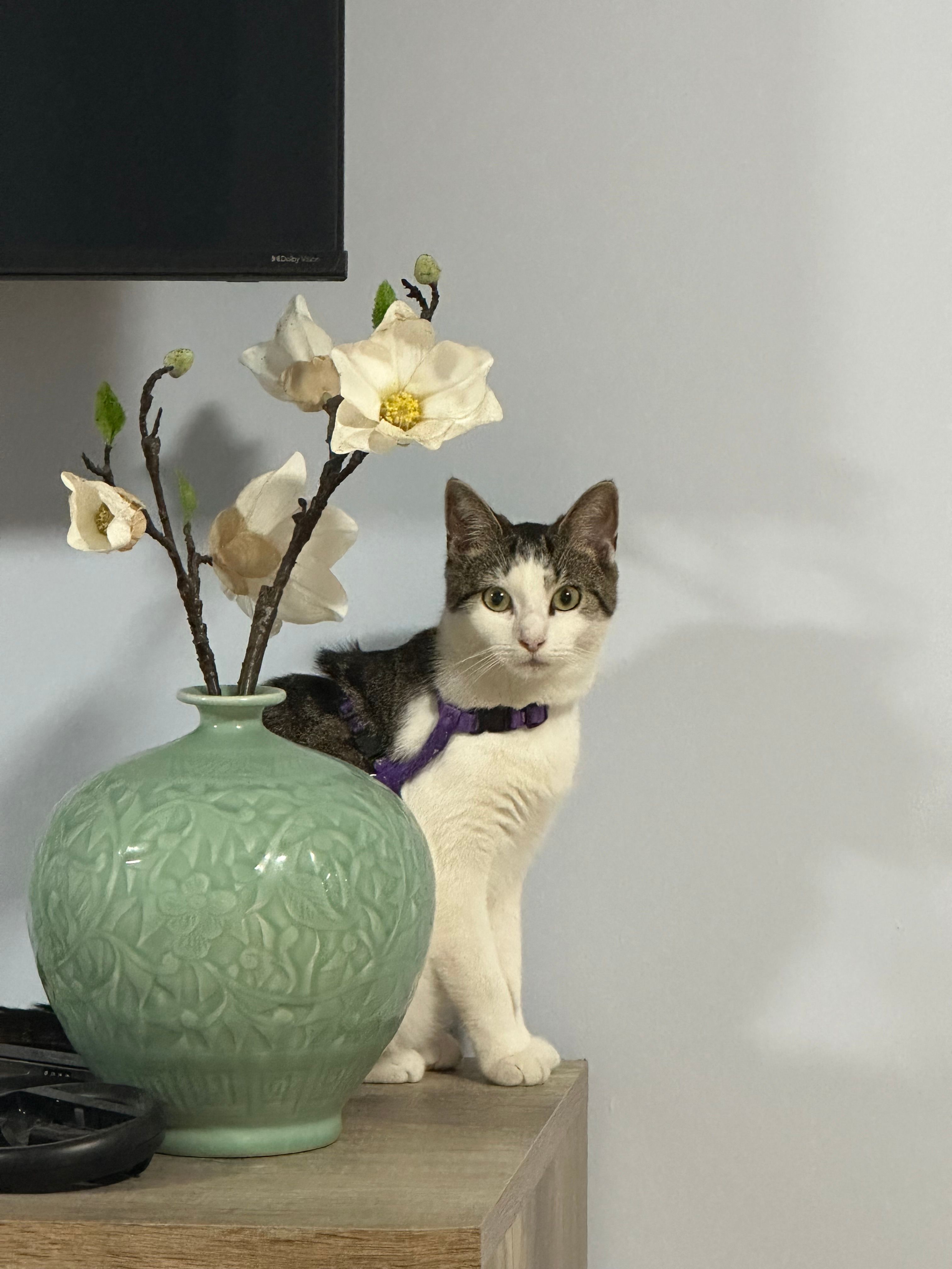 image-12