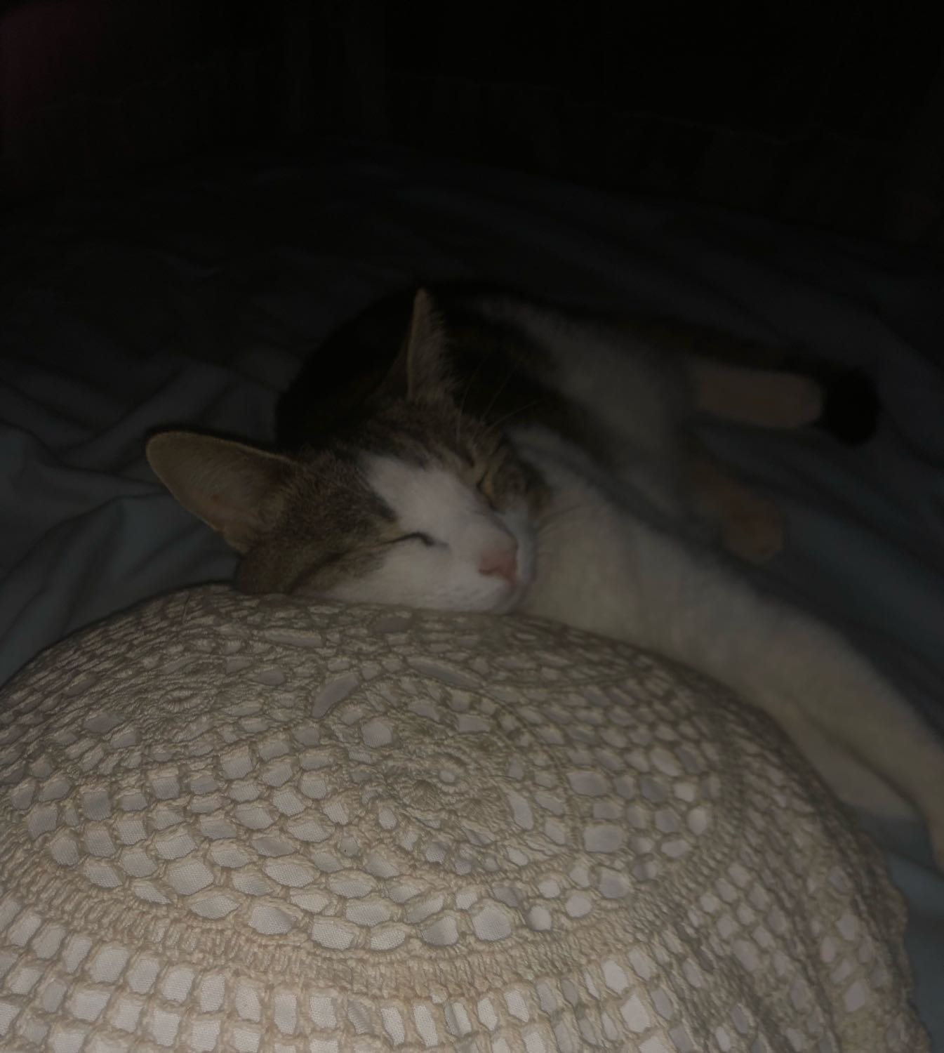 image-7