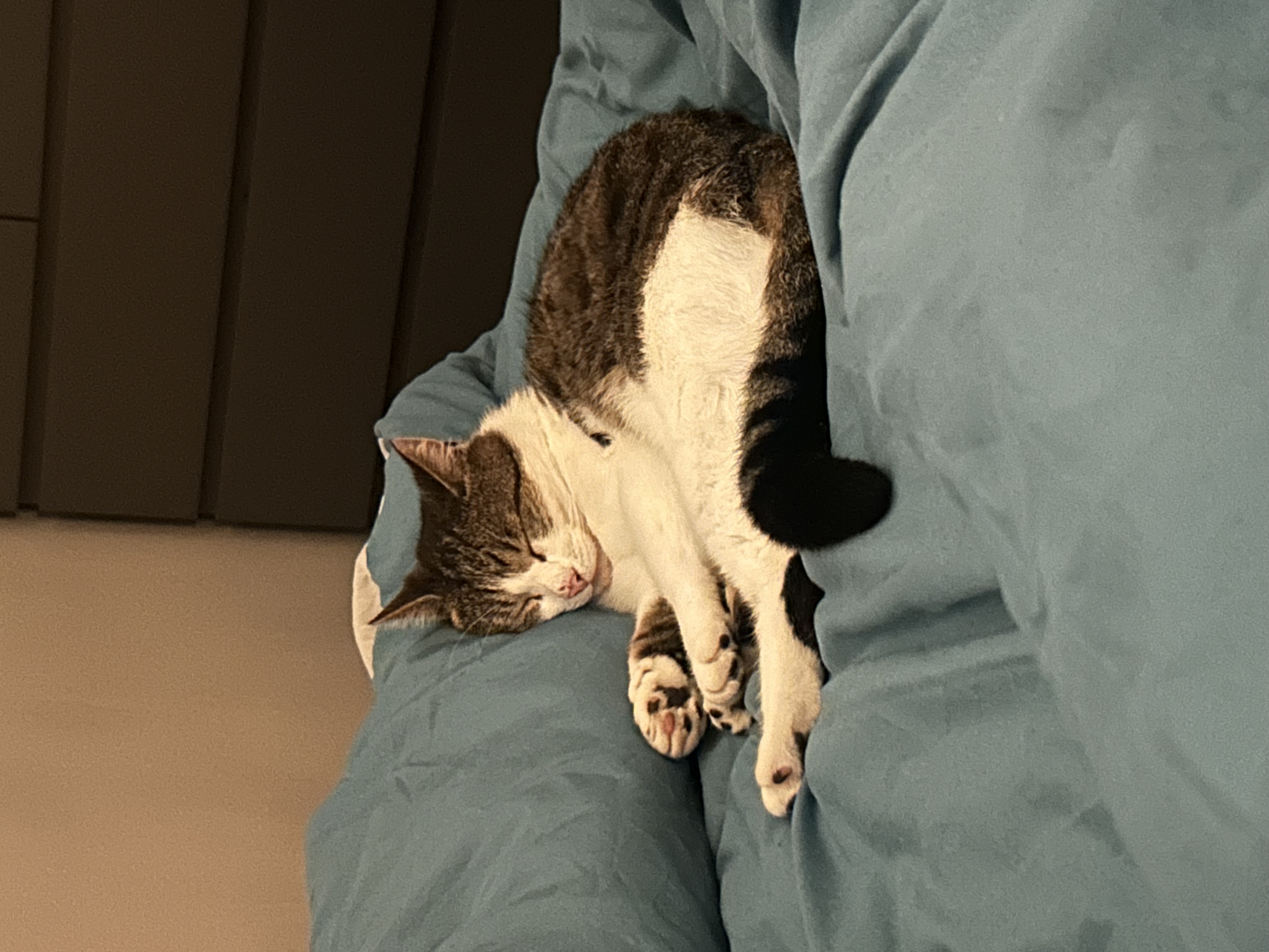 image-7