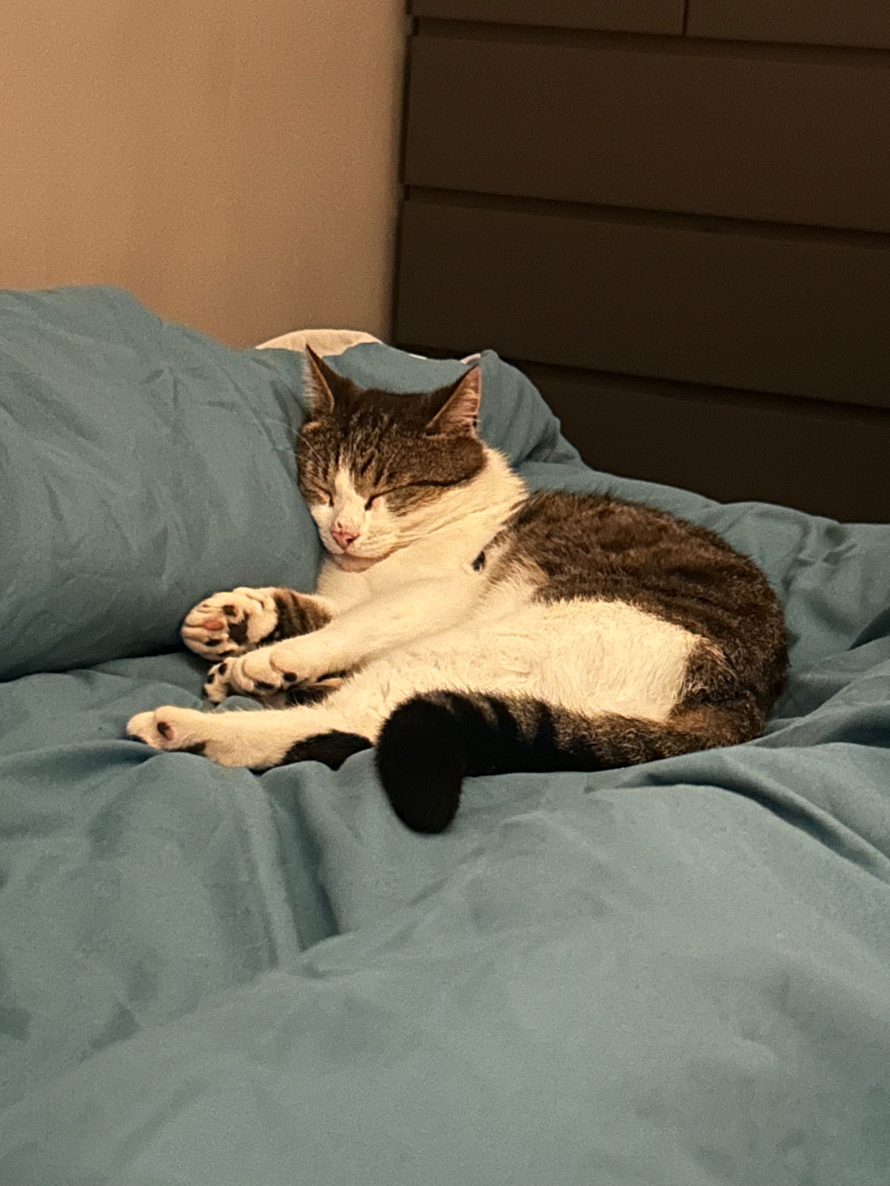 image-7