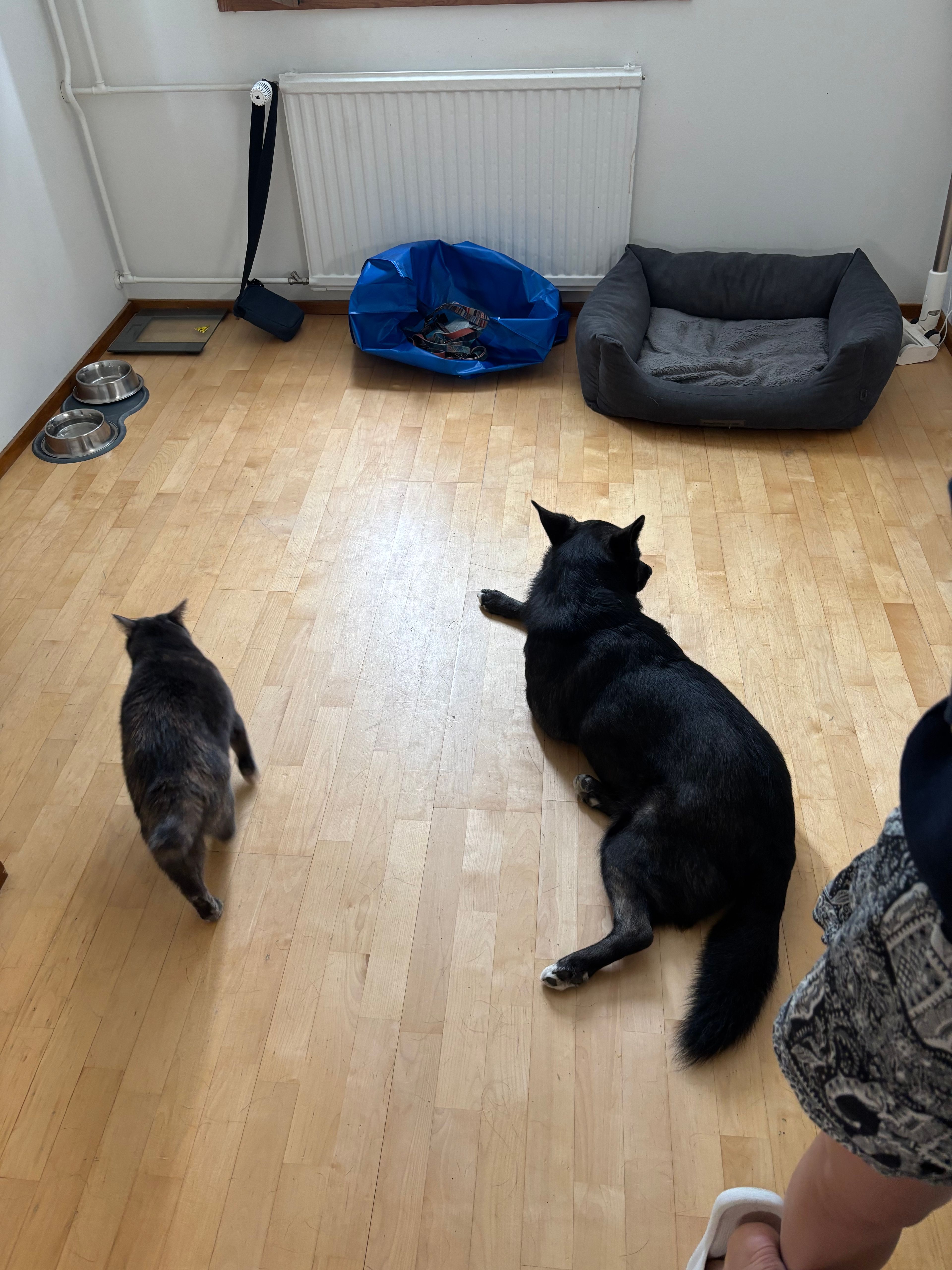 image-19