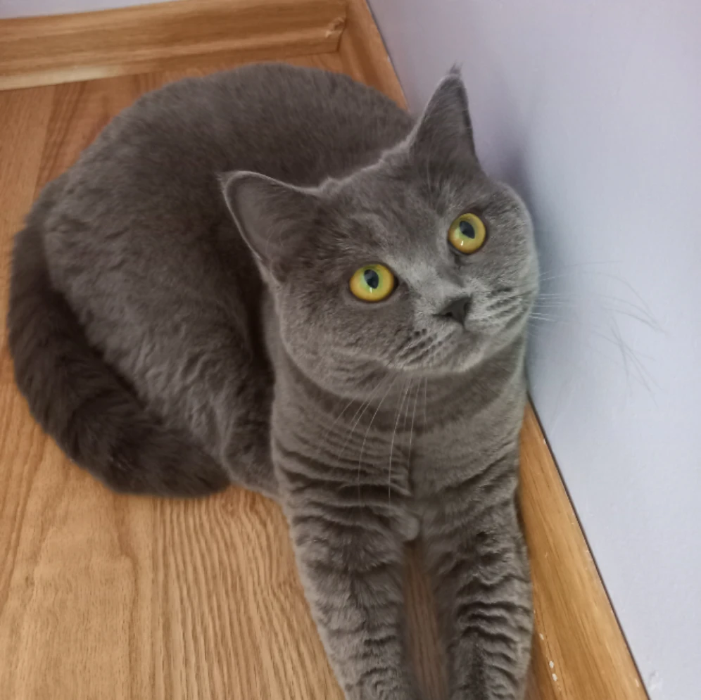 Luna 