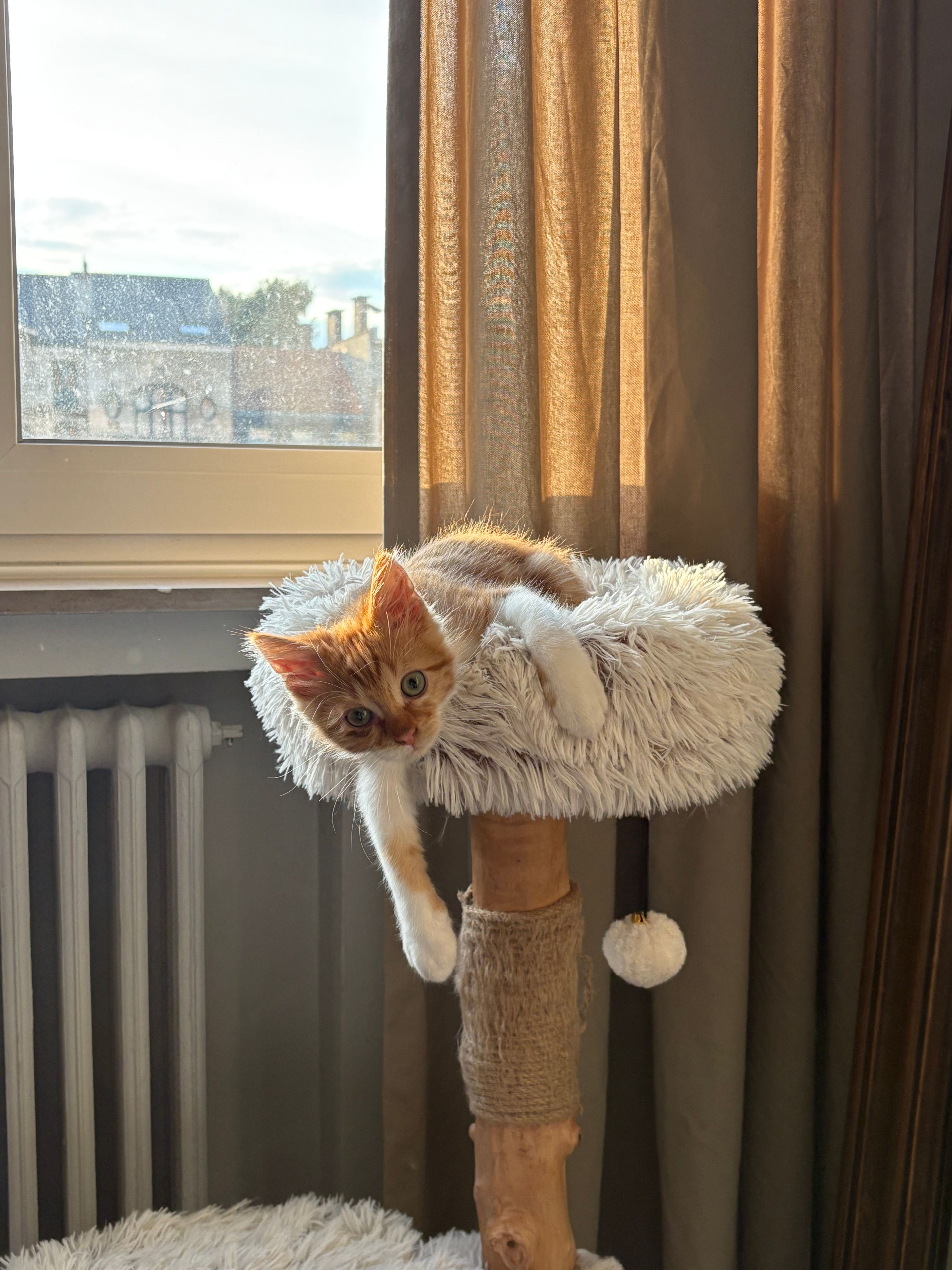image-11