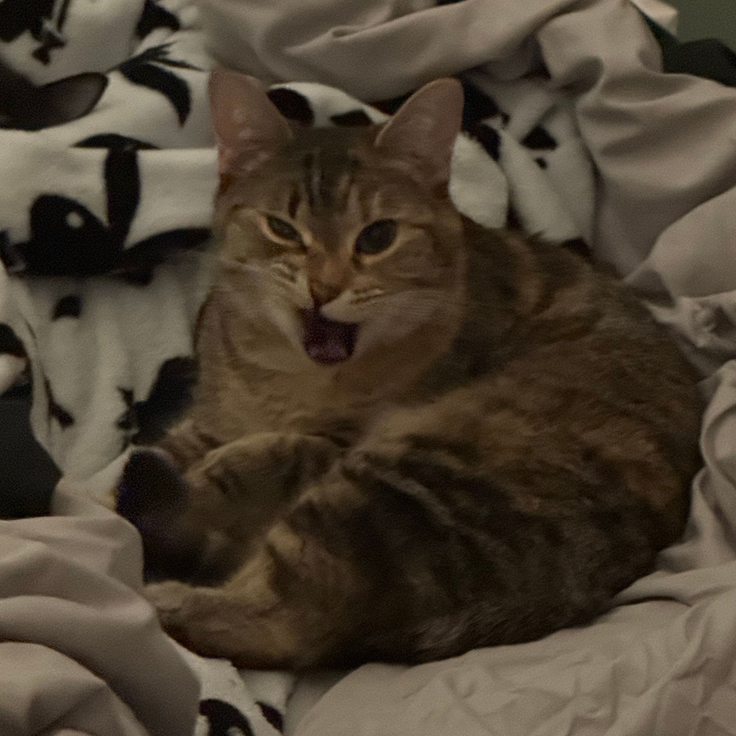 Cleo