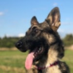Pepper