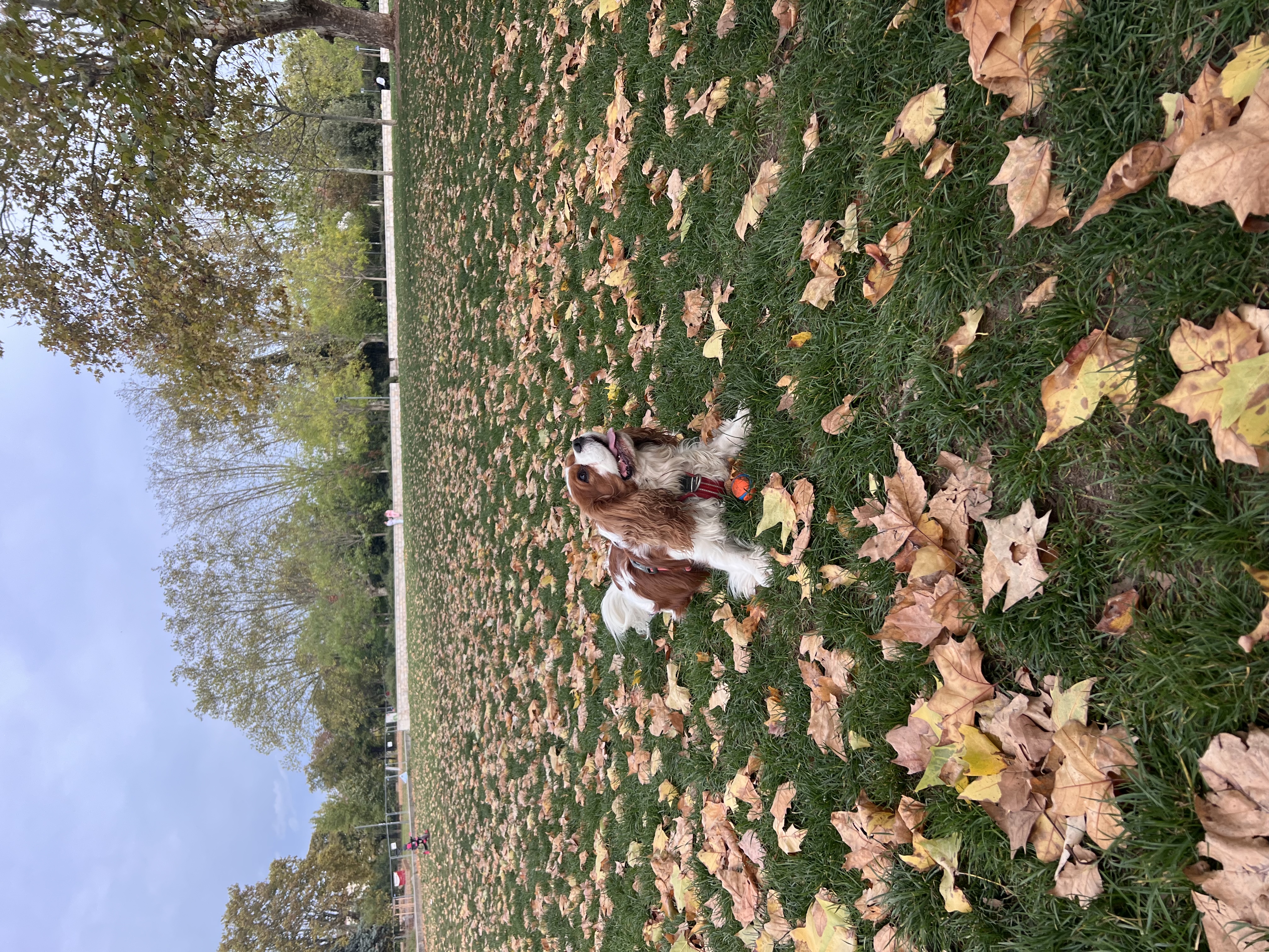 image-14
