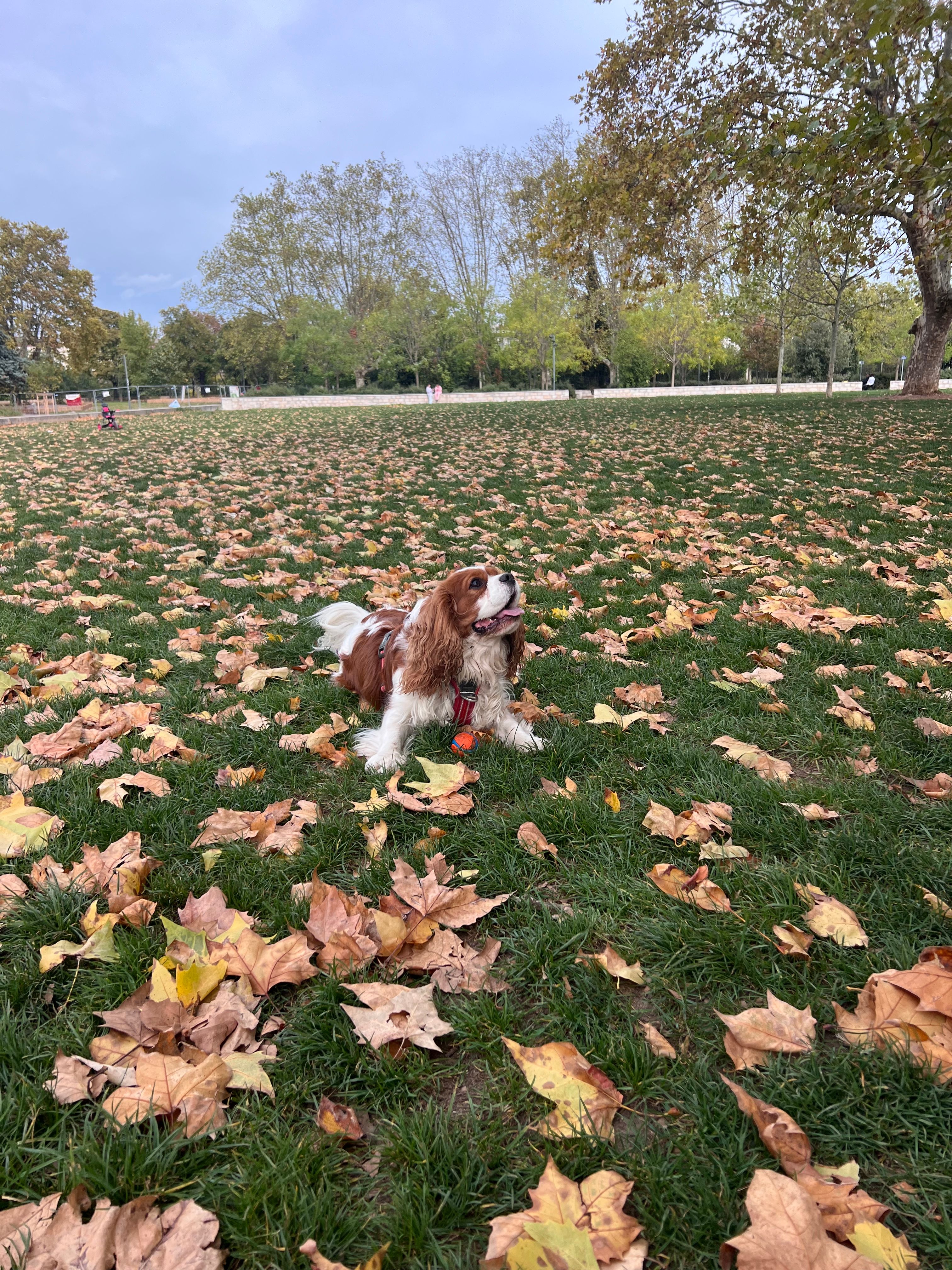 image-14