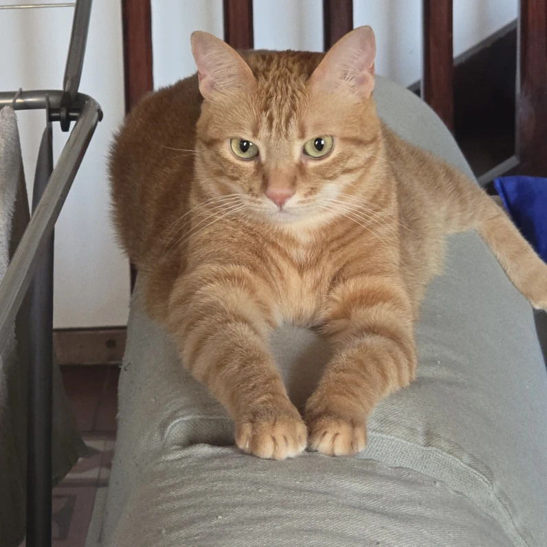 Cannella