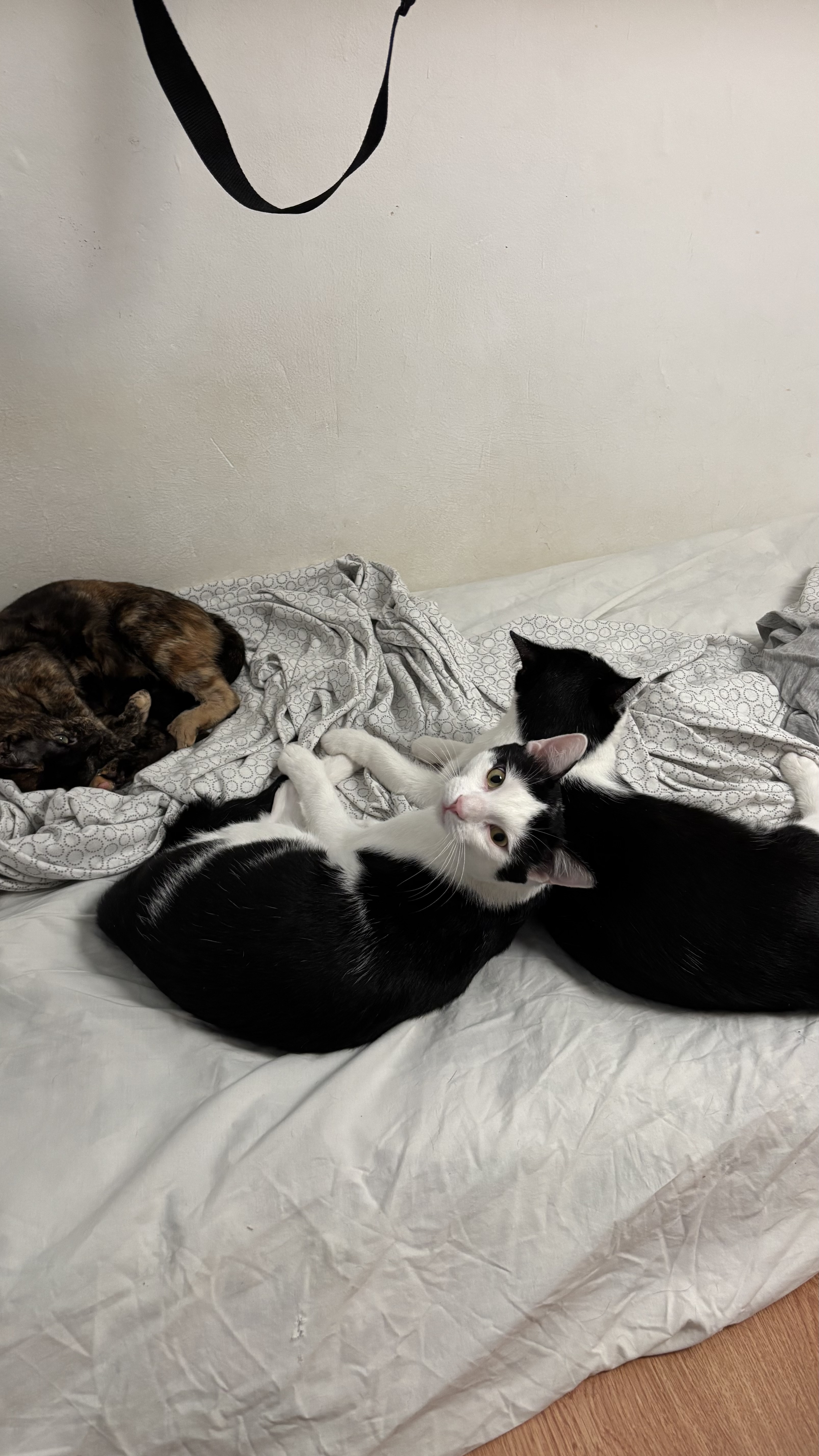 image-9
