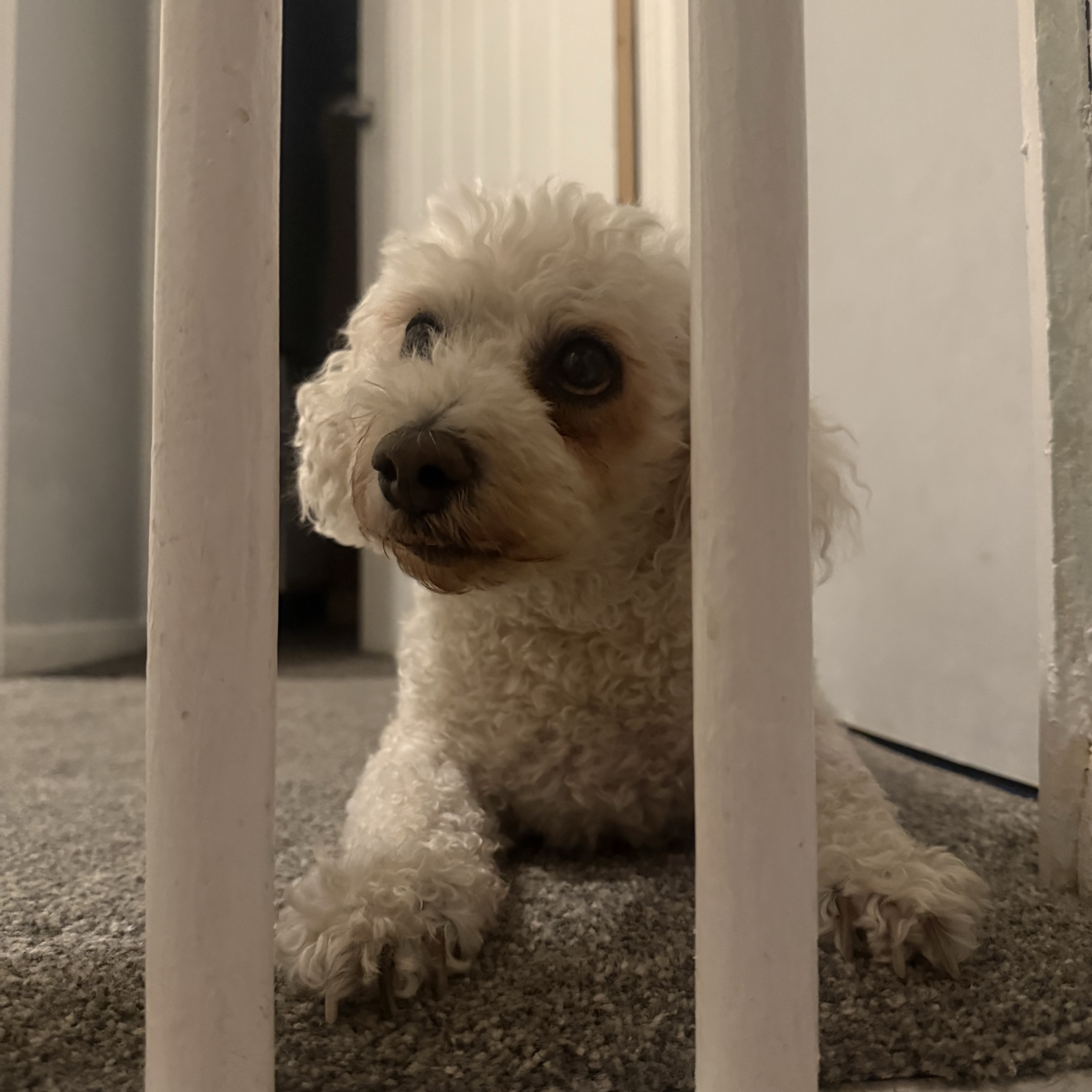 Teddie