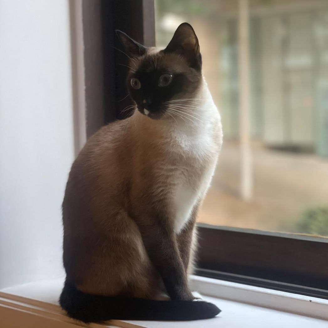 Balu