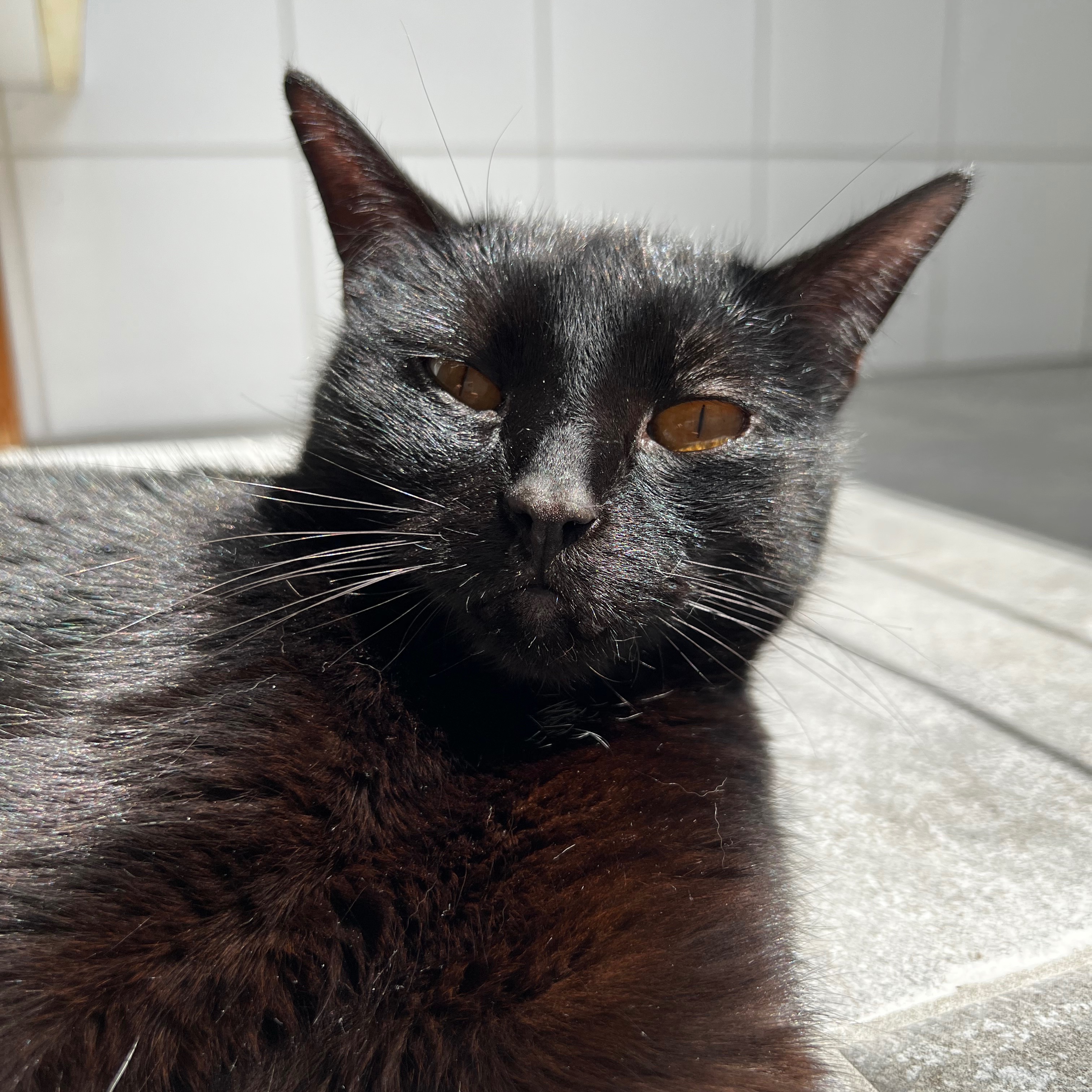 Suki