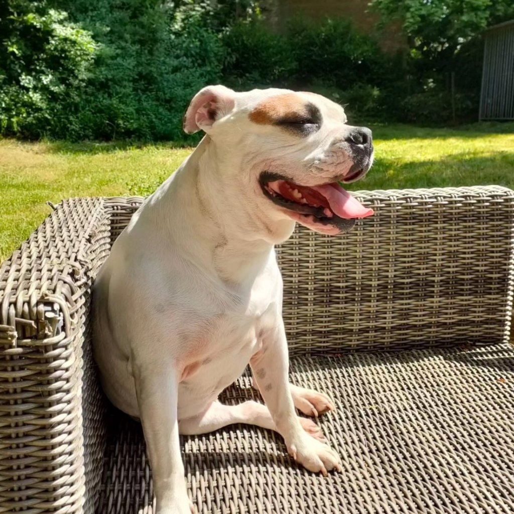 Maya