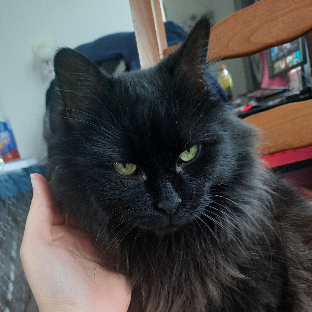 Onyx