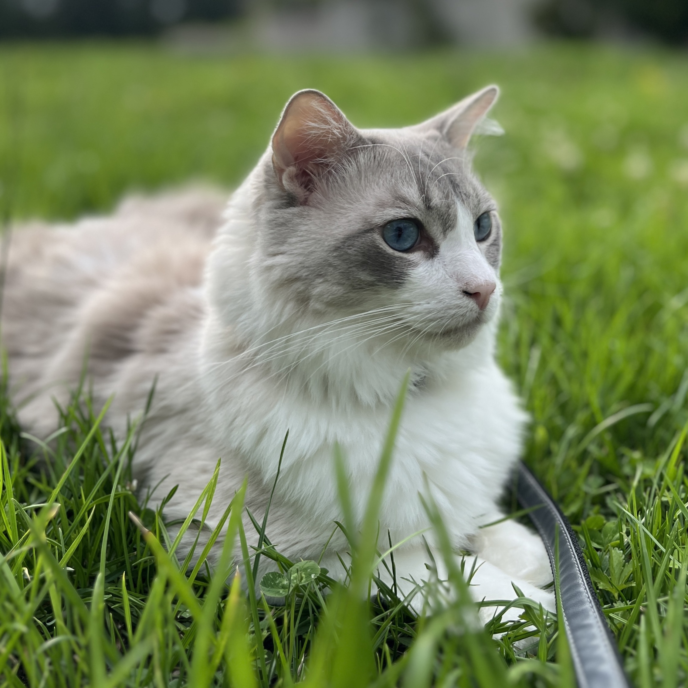 Zuli