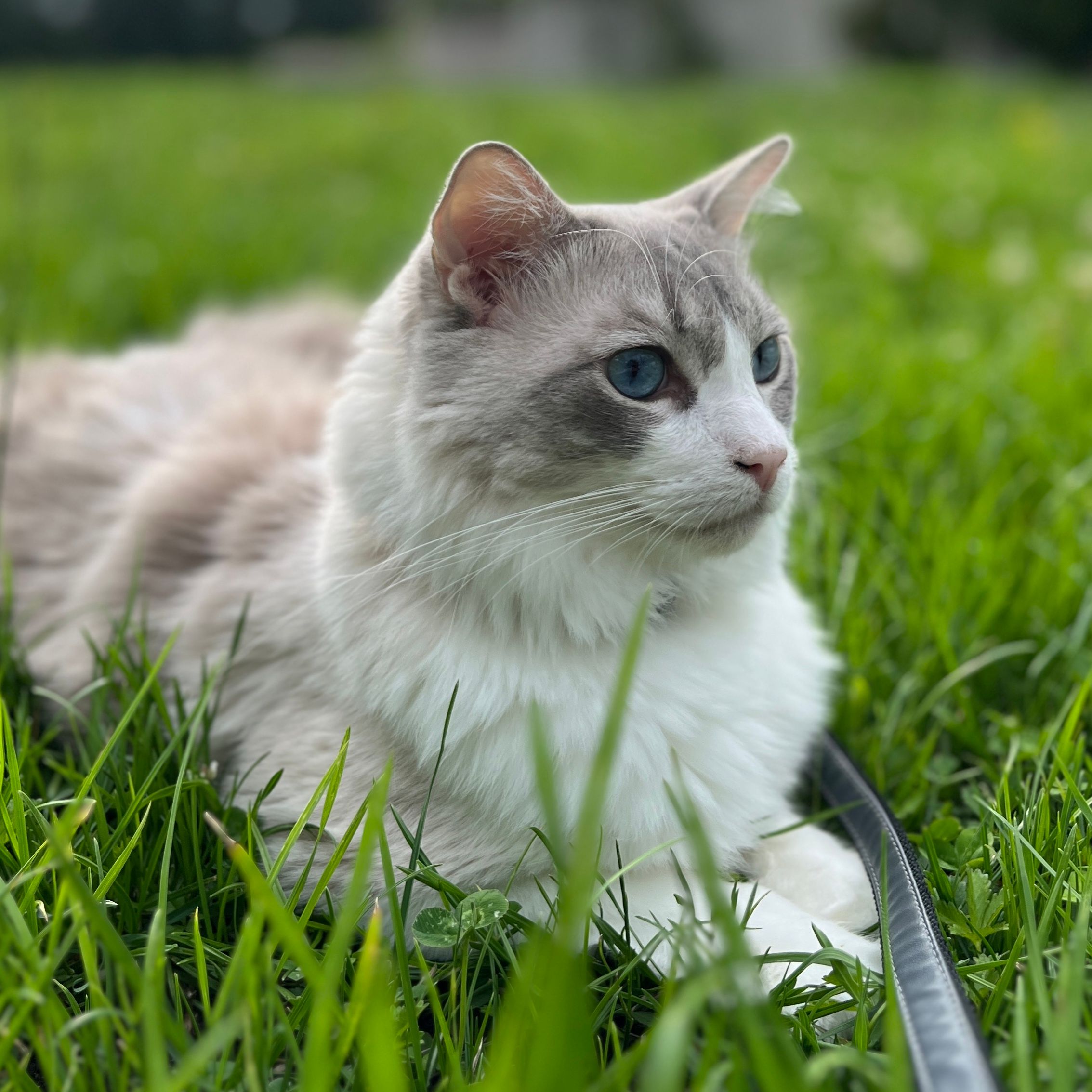 Zuli