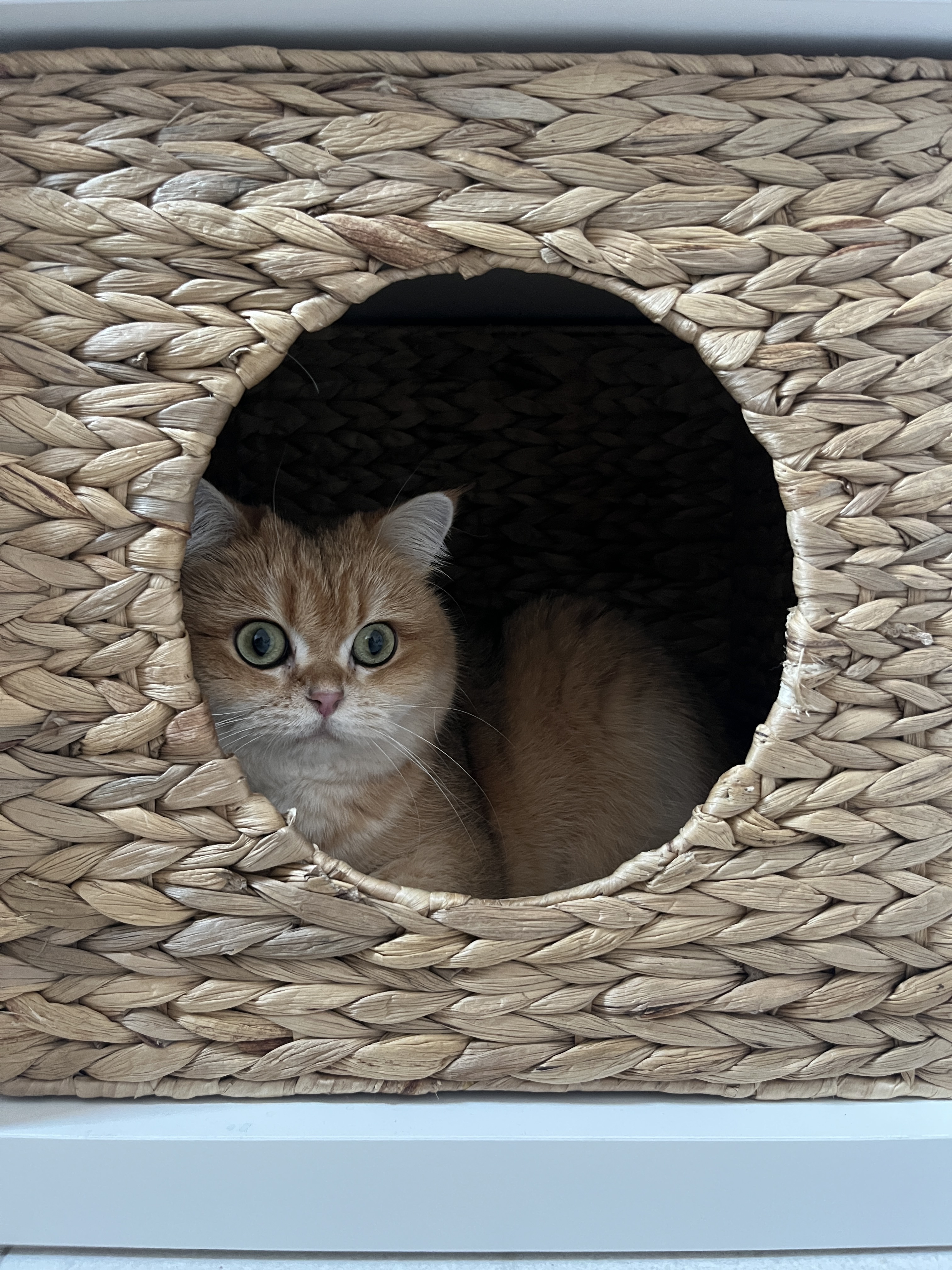 image-6