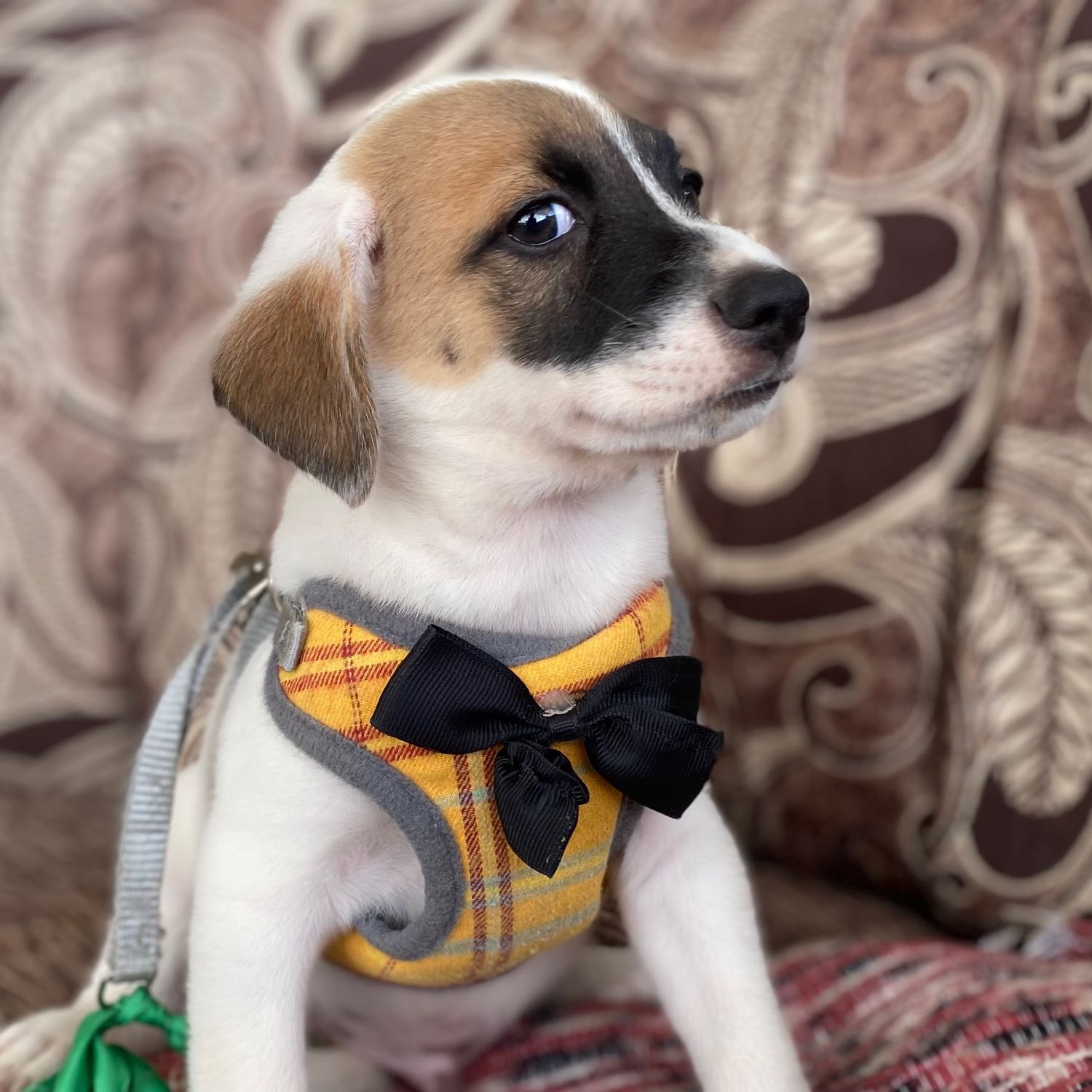 Luka the beagle