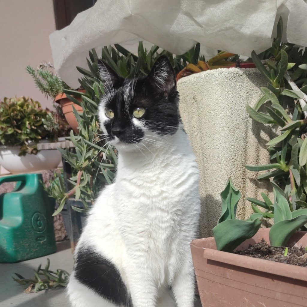 Bella