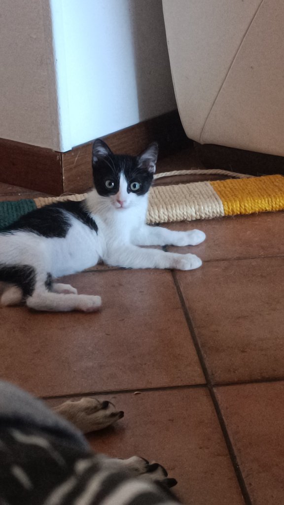 Bisou