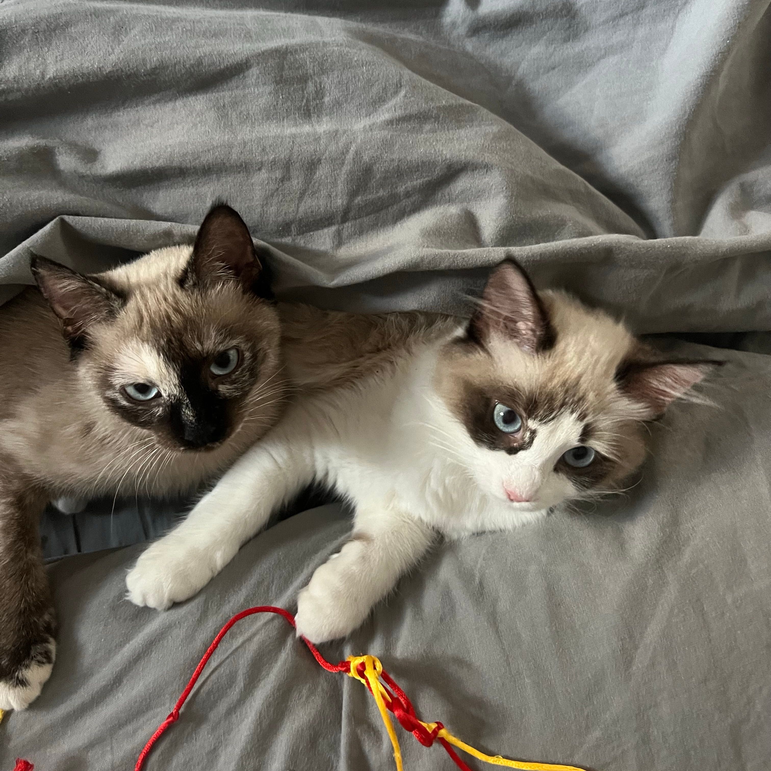 Lili e Alaska