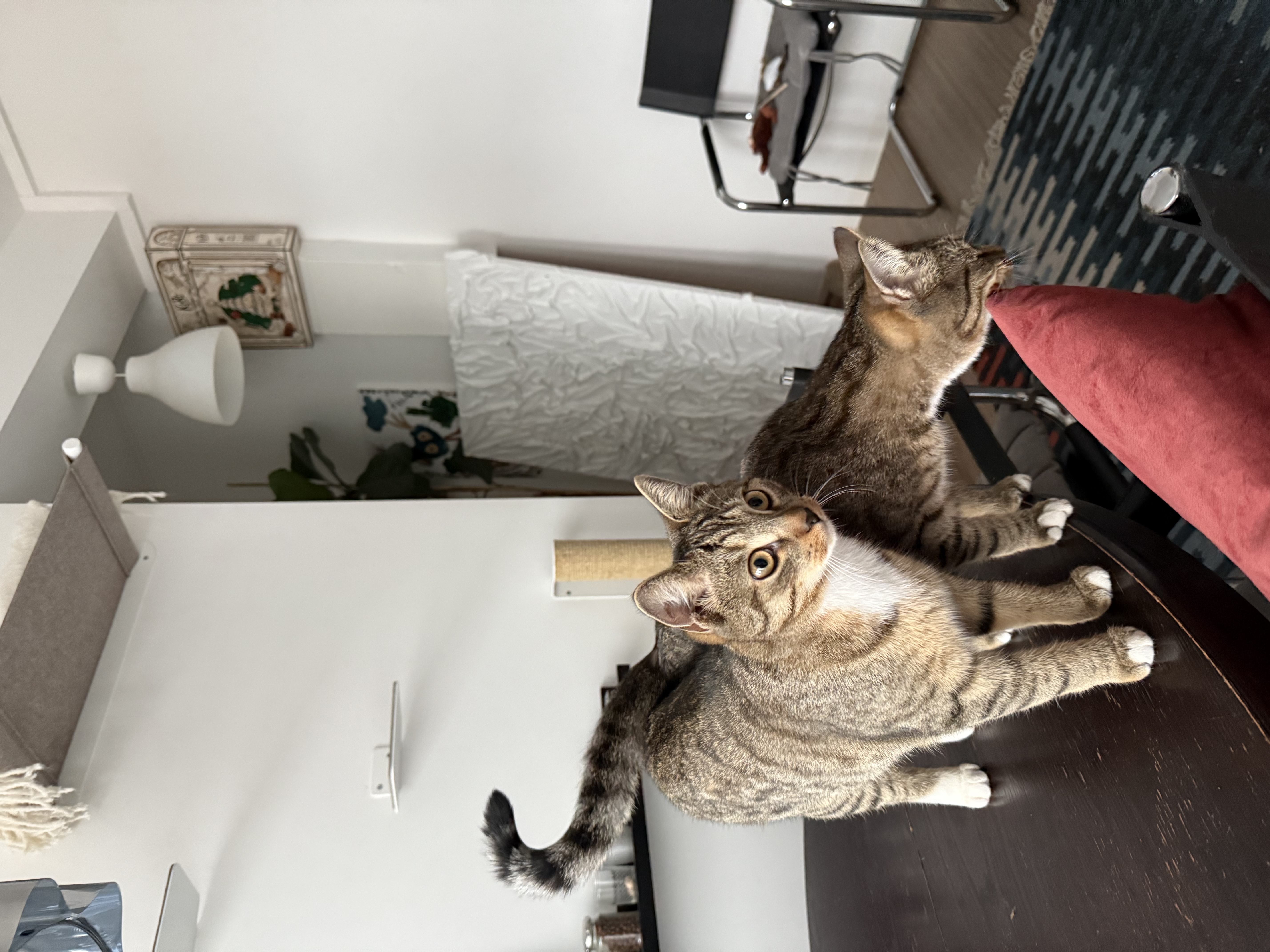 image-5